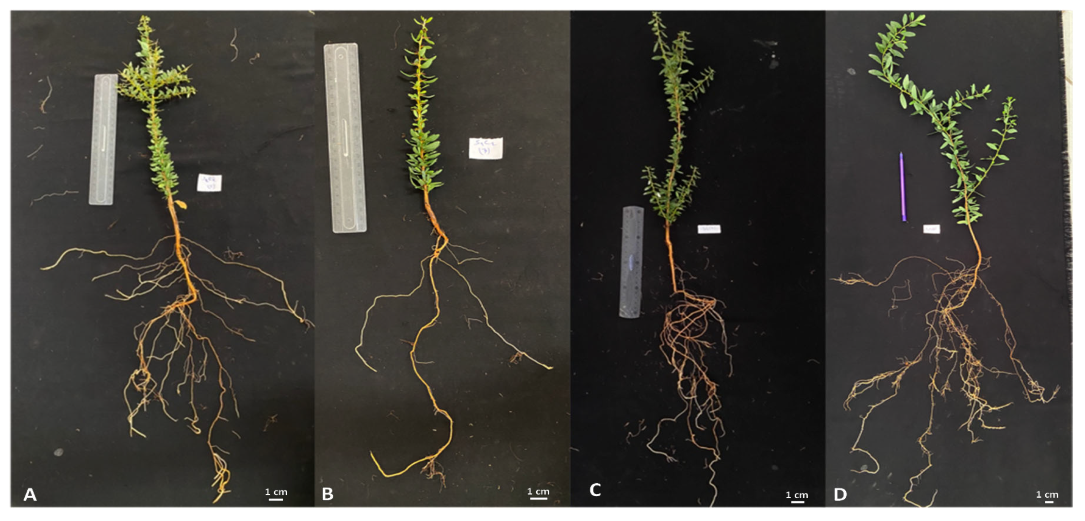 Agronomy 13 02451 g002