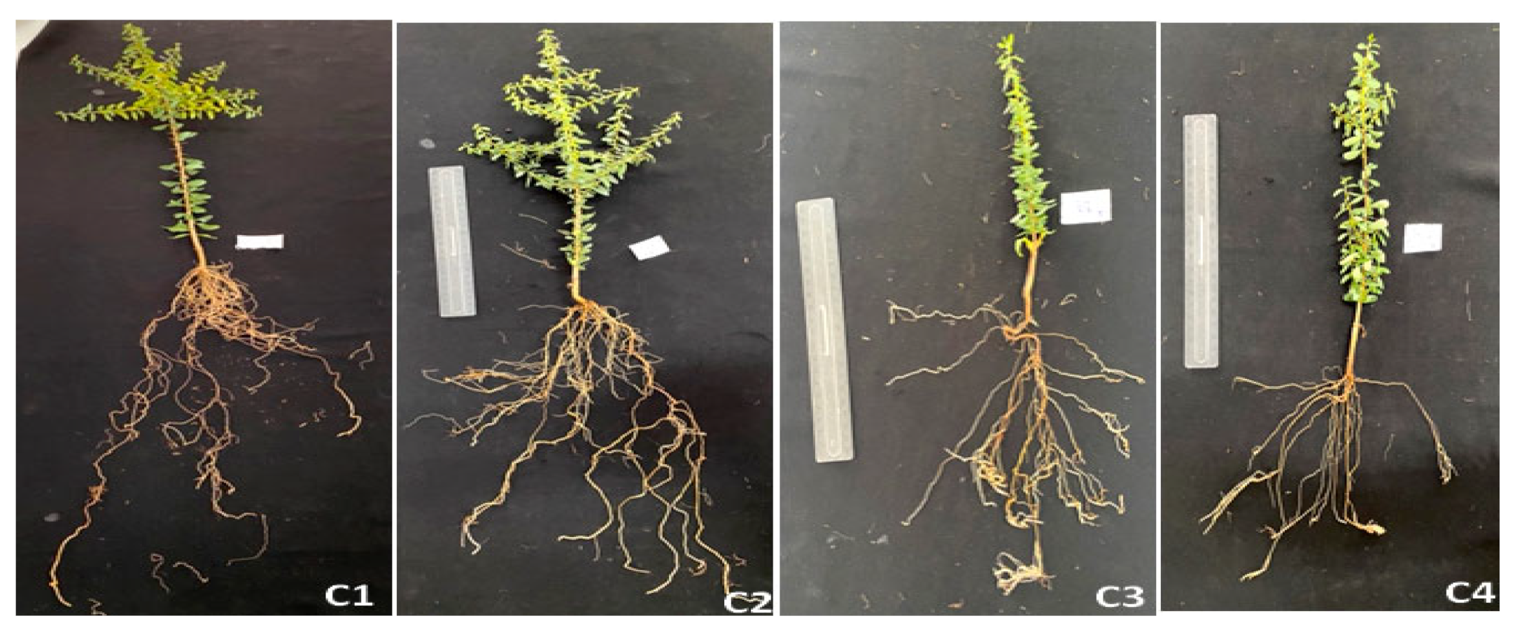 Agronomy 13 02451 g004