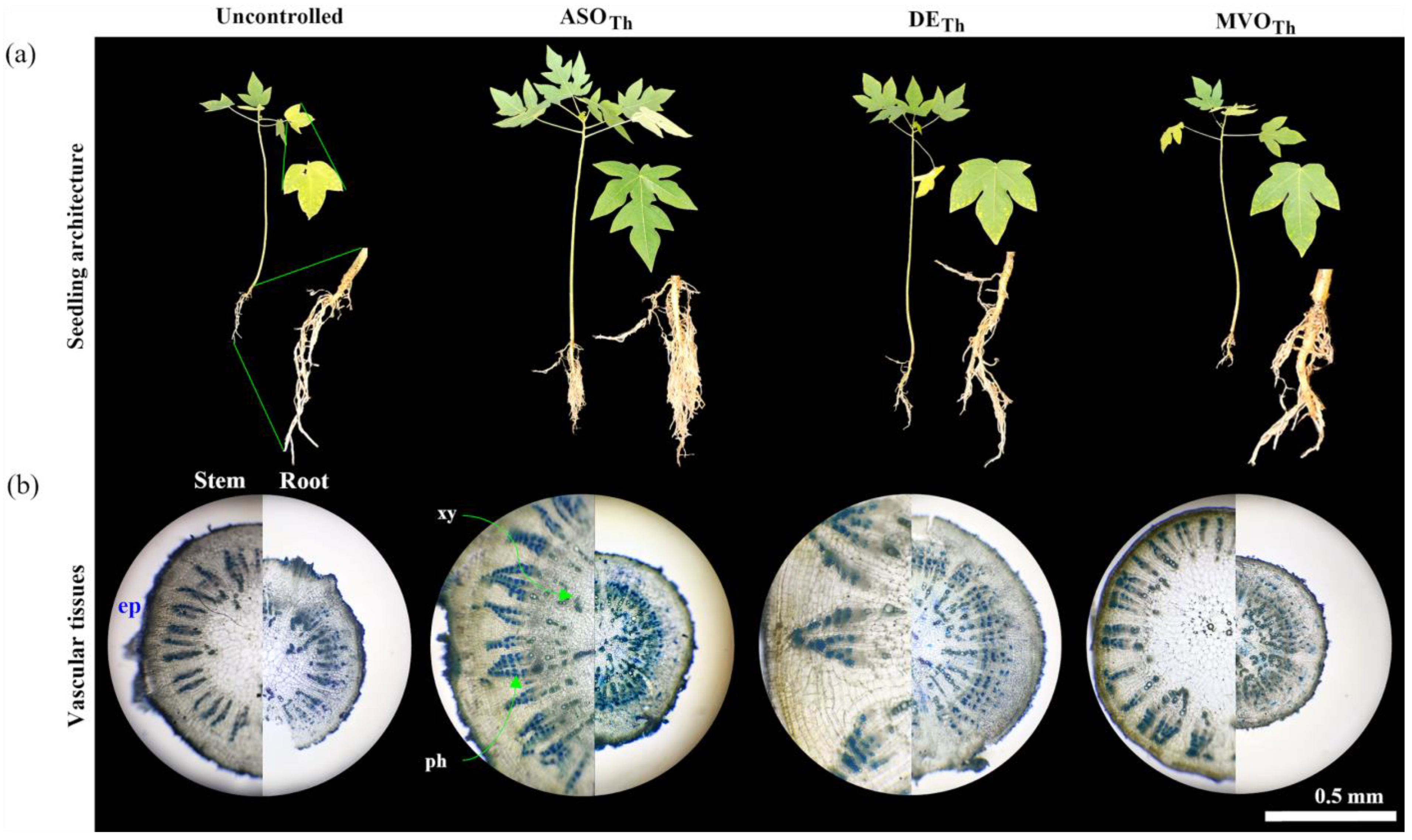 Agronomy 13 02460 g008