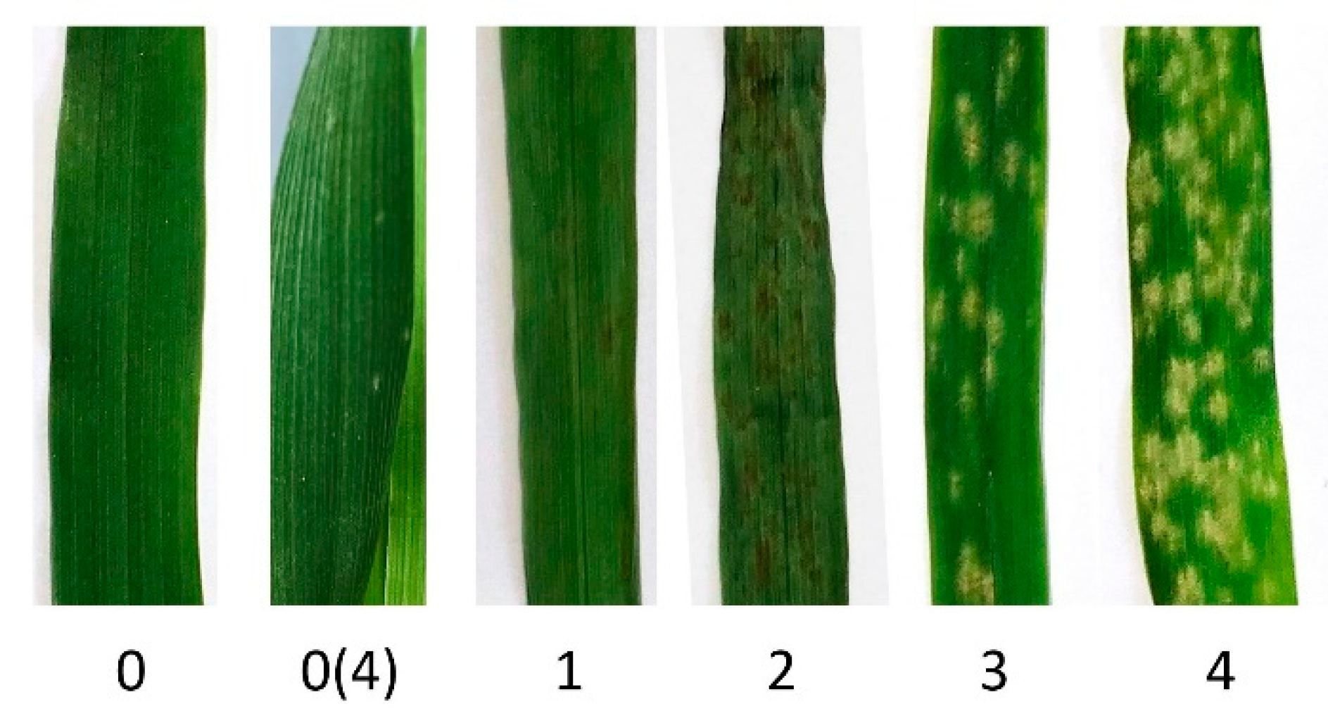 Agronomy 13 02462 g001