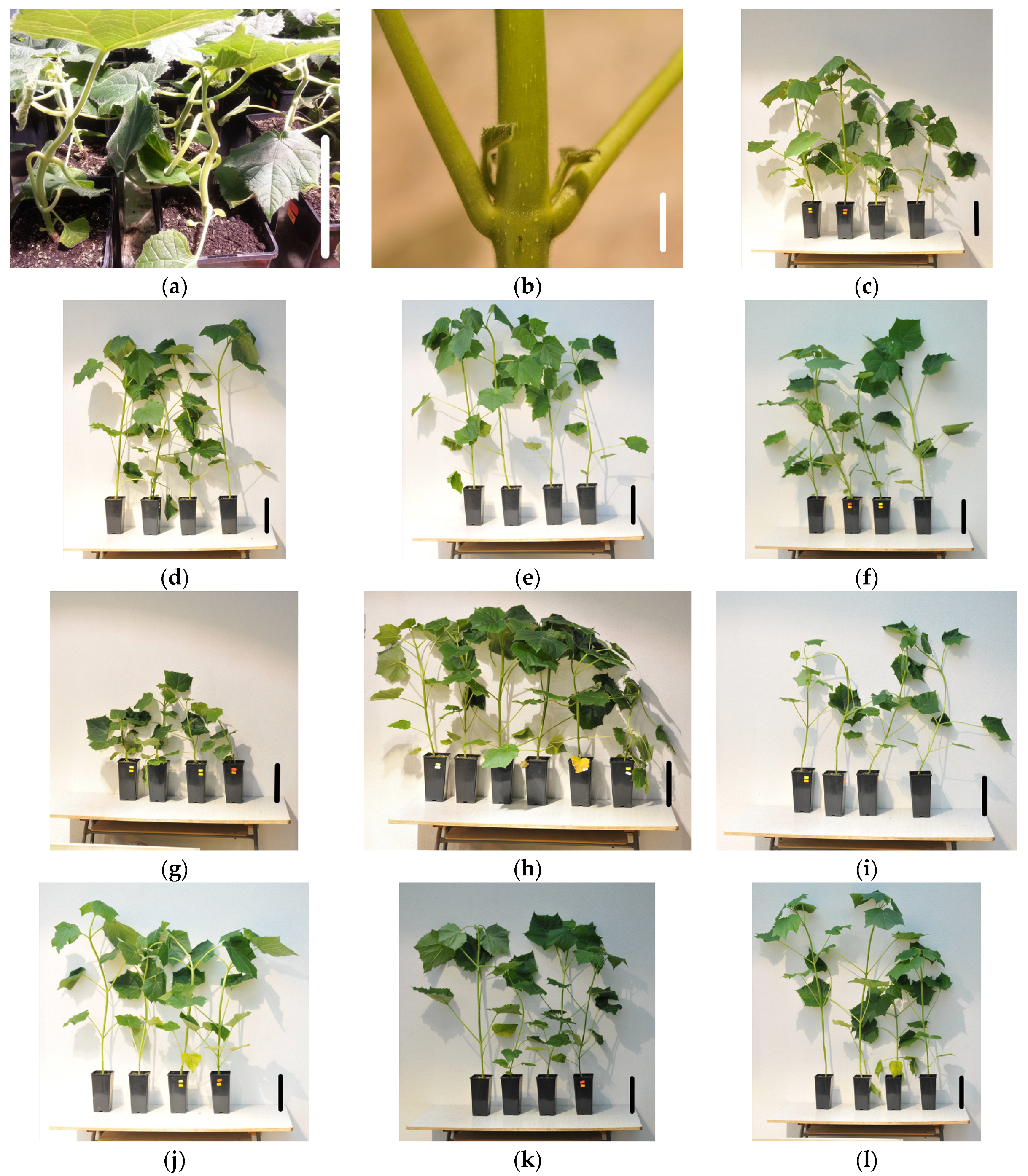 Agronomy 13 02474 g001