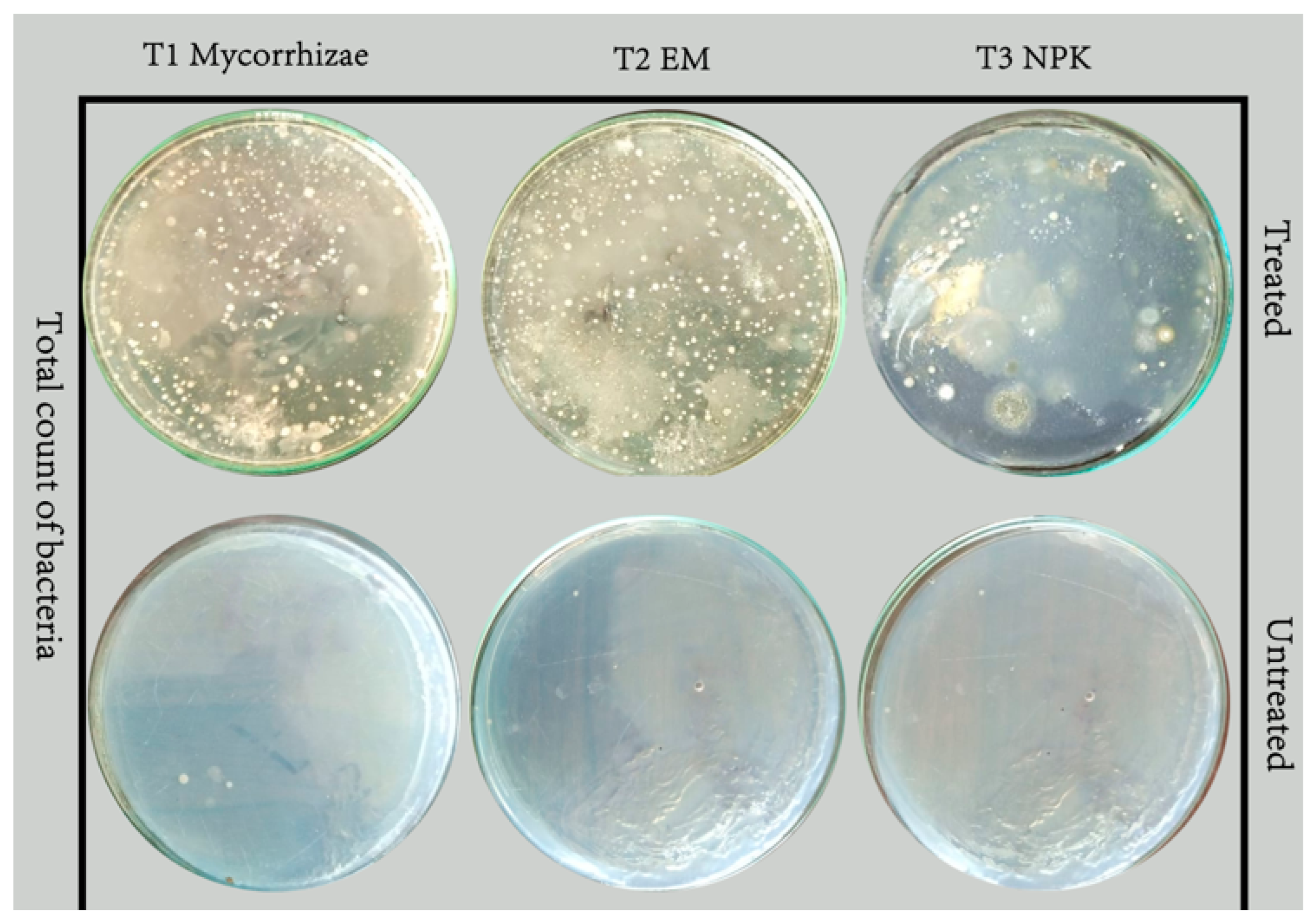 Agronomy 13 02477 g004 Agronomy 13 02477 g004