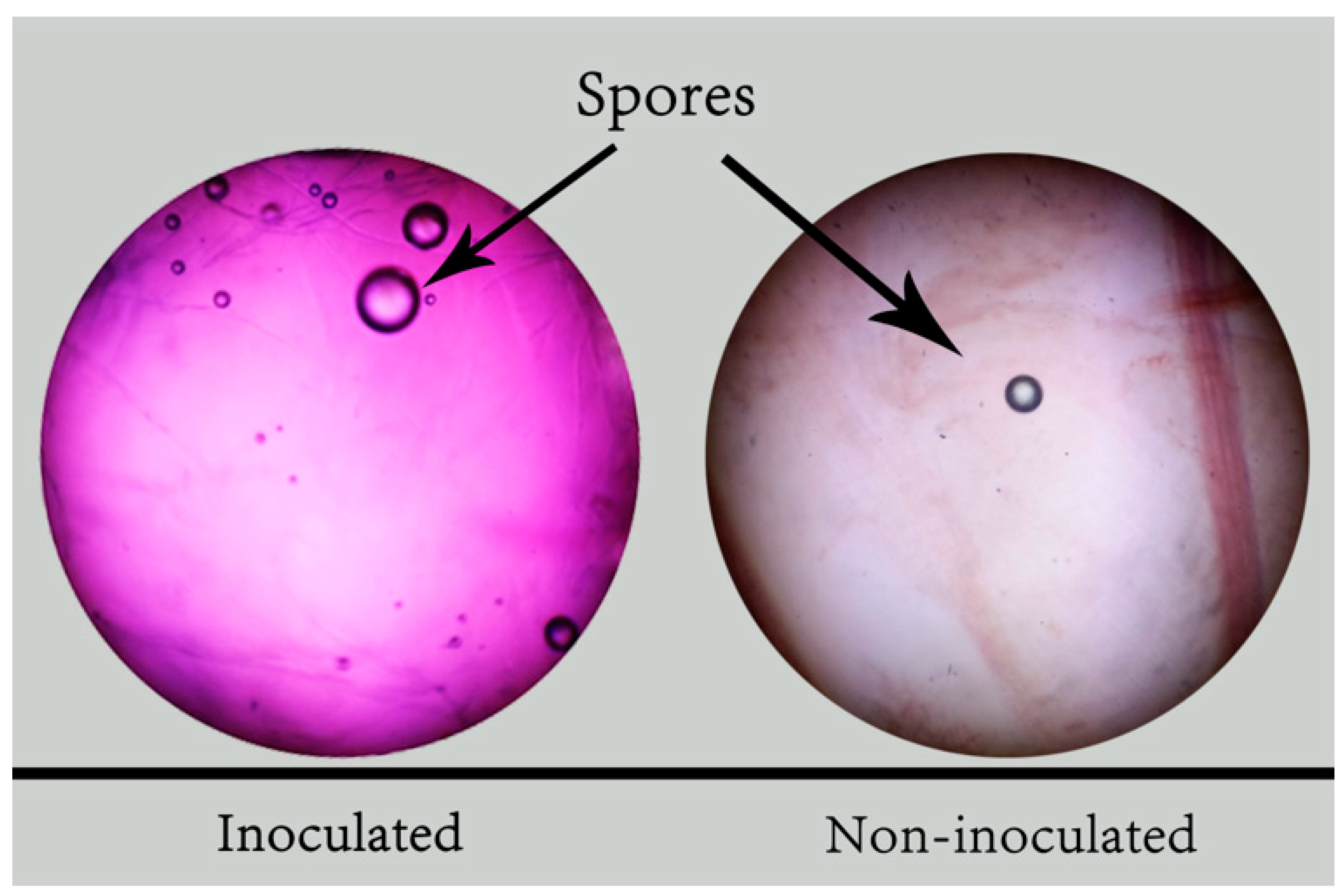 Agronomy 13 02477 g006 Agronomy 13 02477 g006