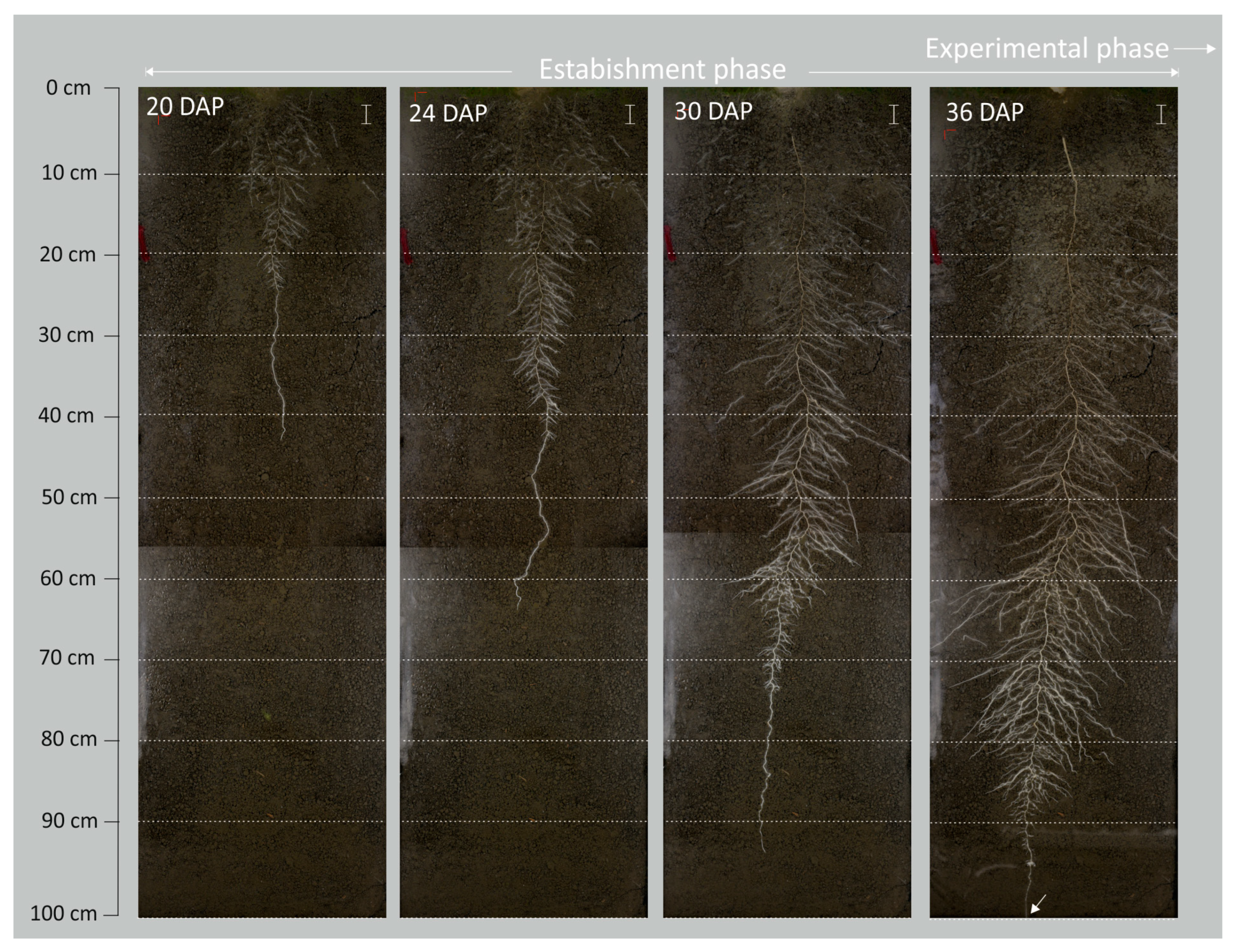 Agronomy 13 02519 g001