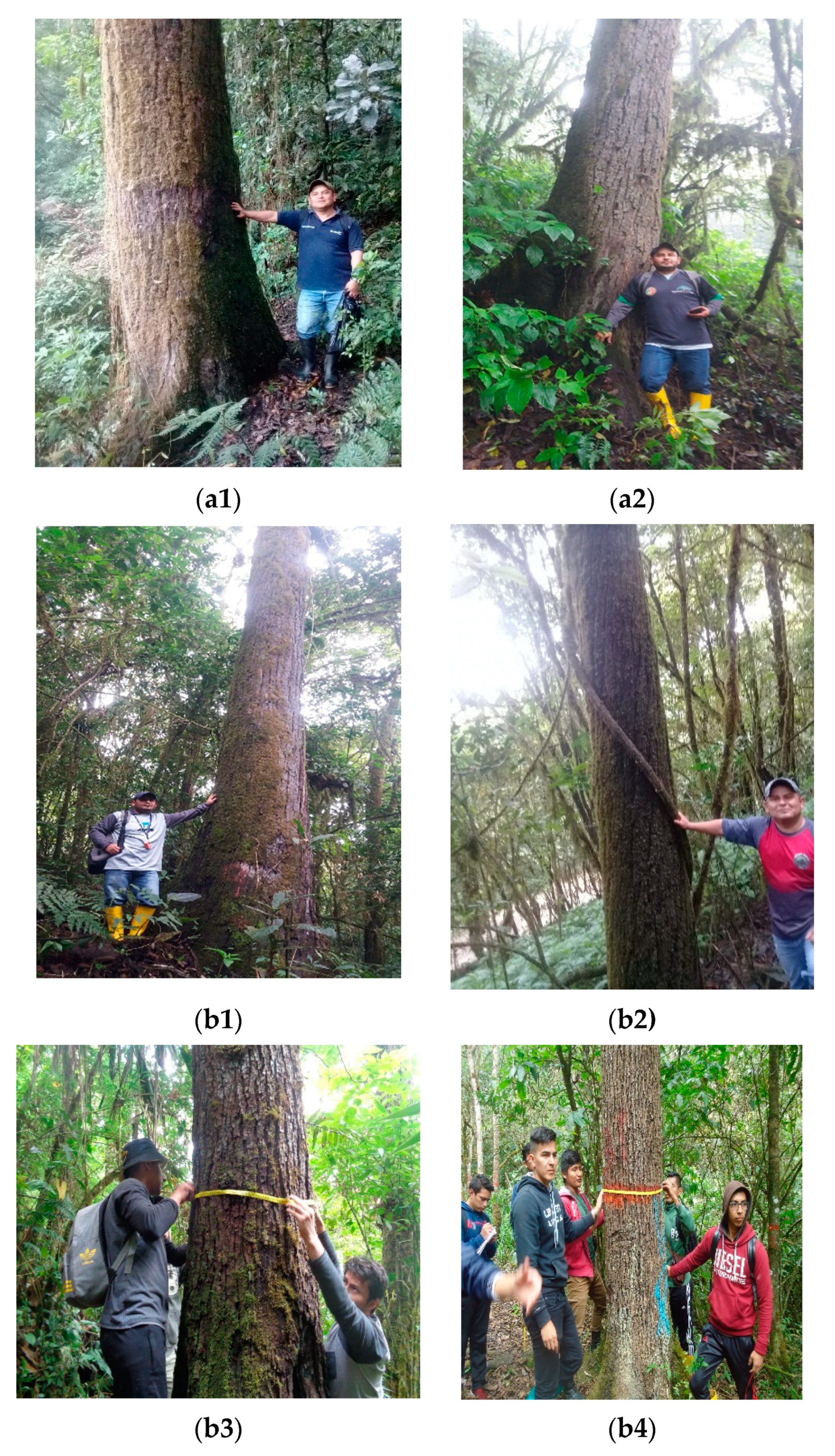 Agronomy 13 02531 g003