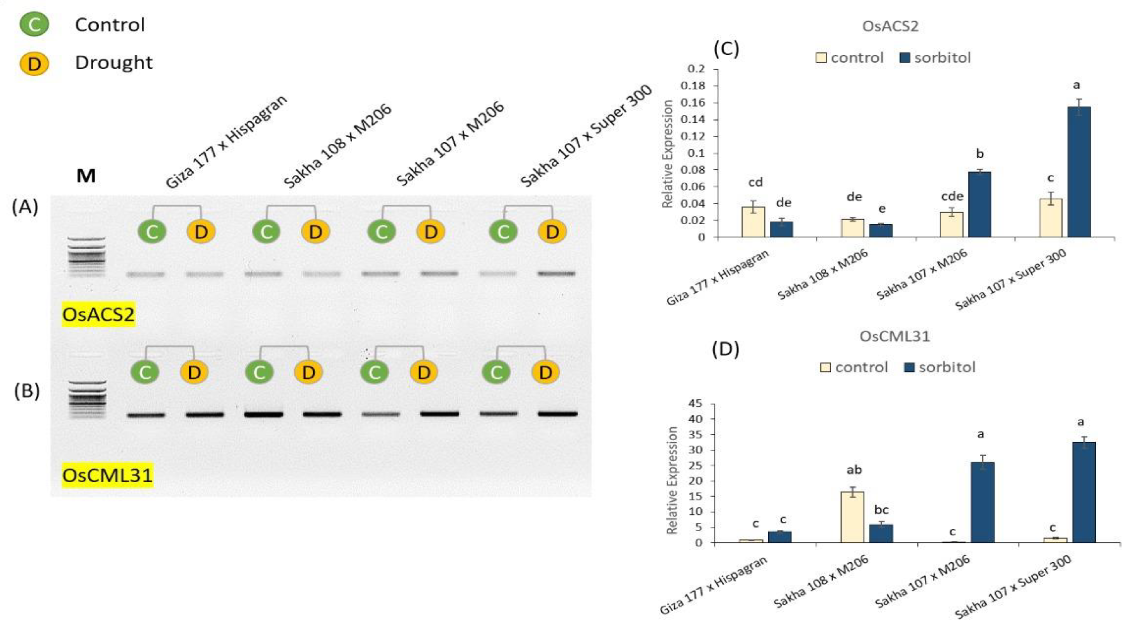 Agronomy 13 02542 g007 Agronomy 13 02542 g007