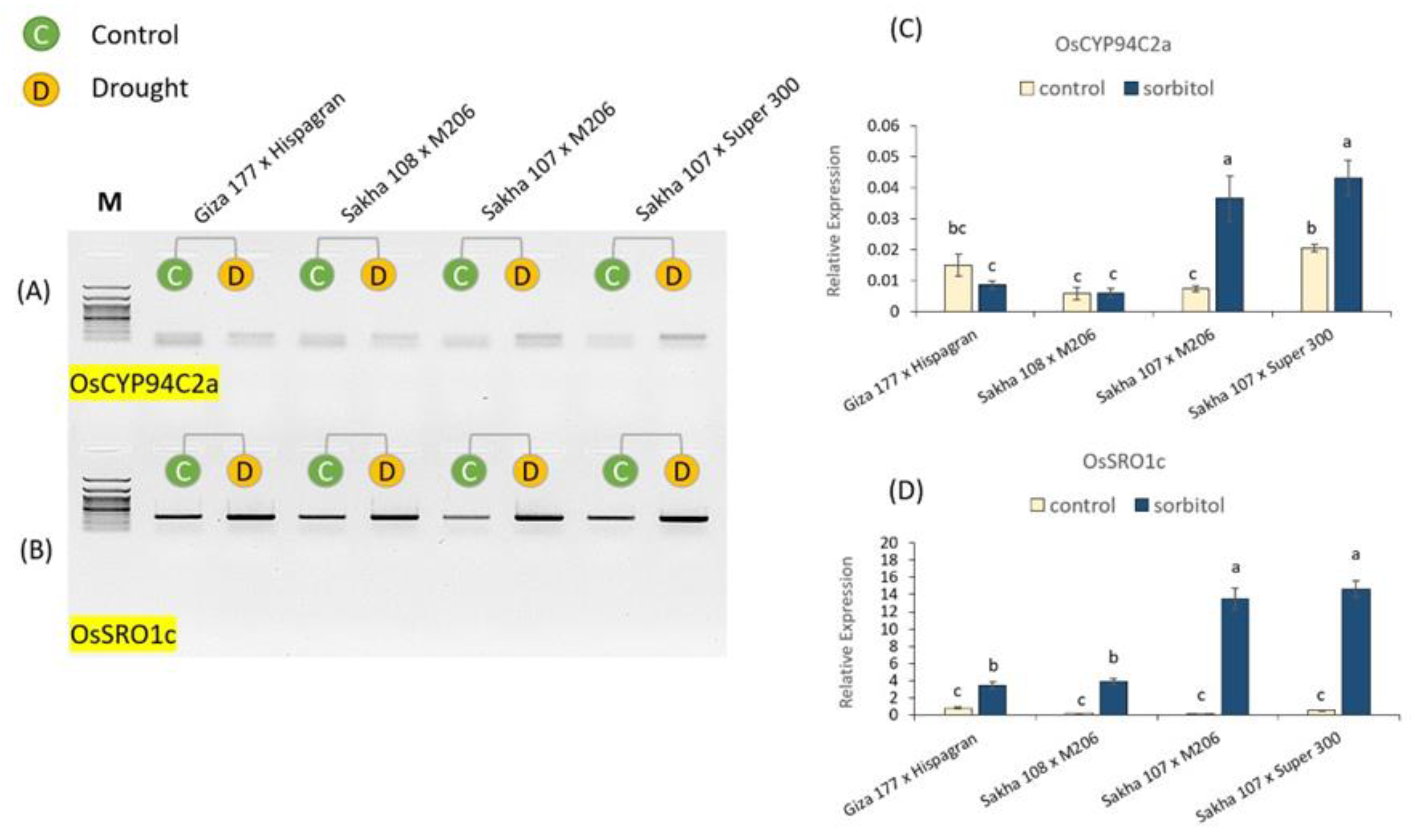 Agronomy 13 02542 g008 Agronomy 13 02542 g008