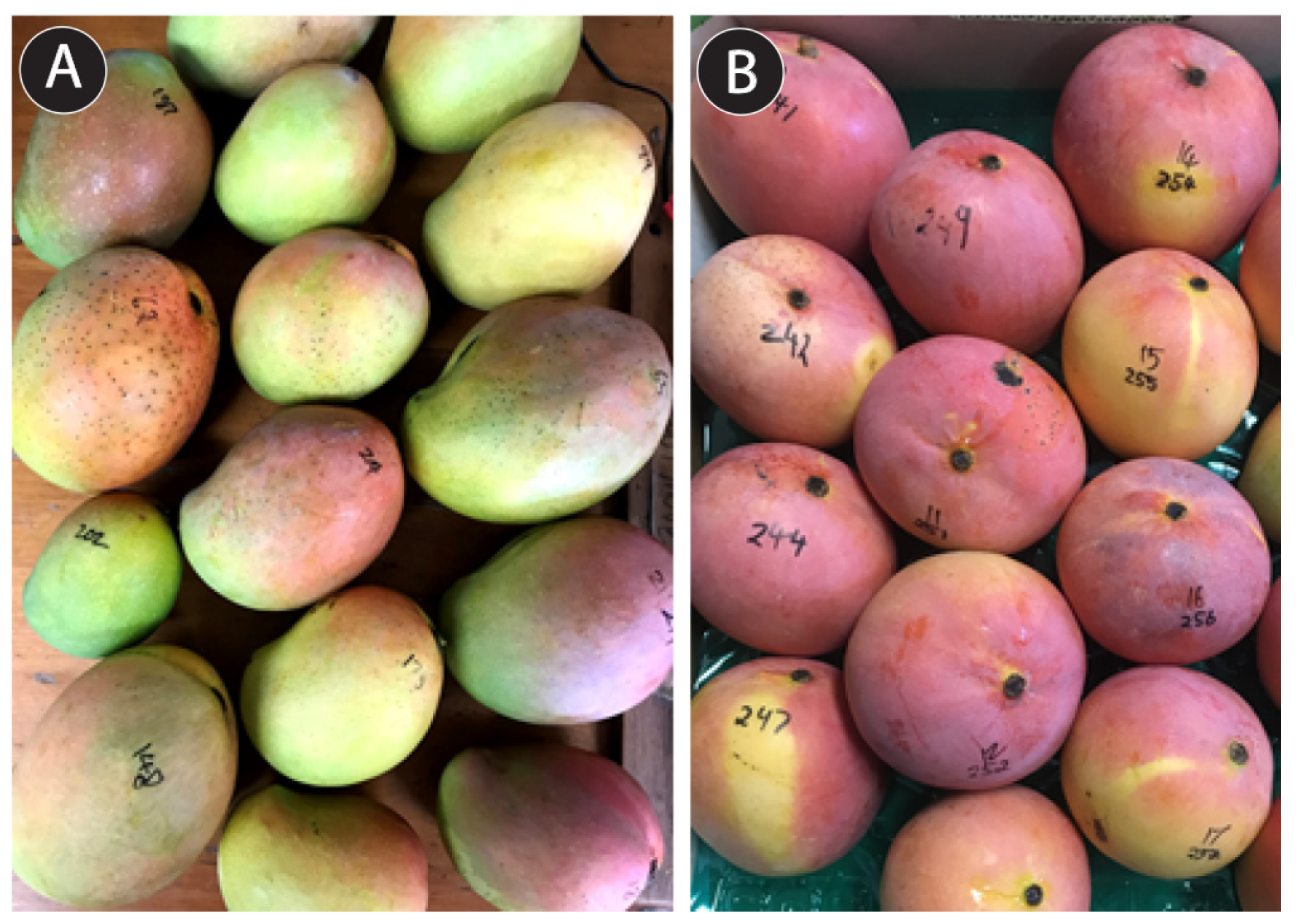 Sac deals mango 2017