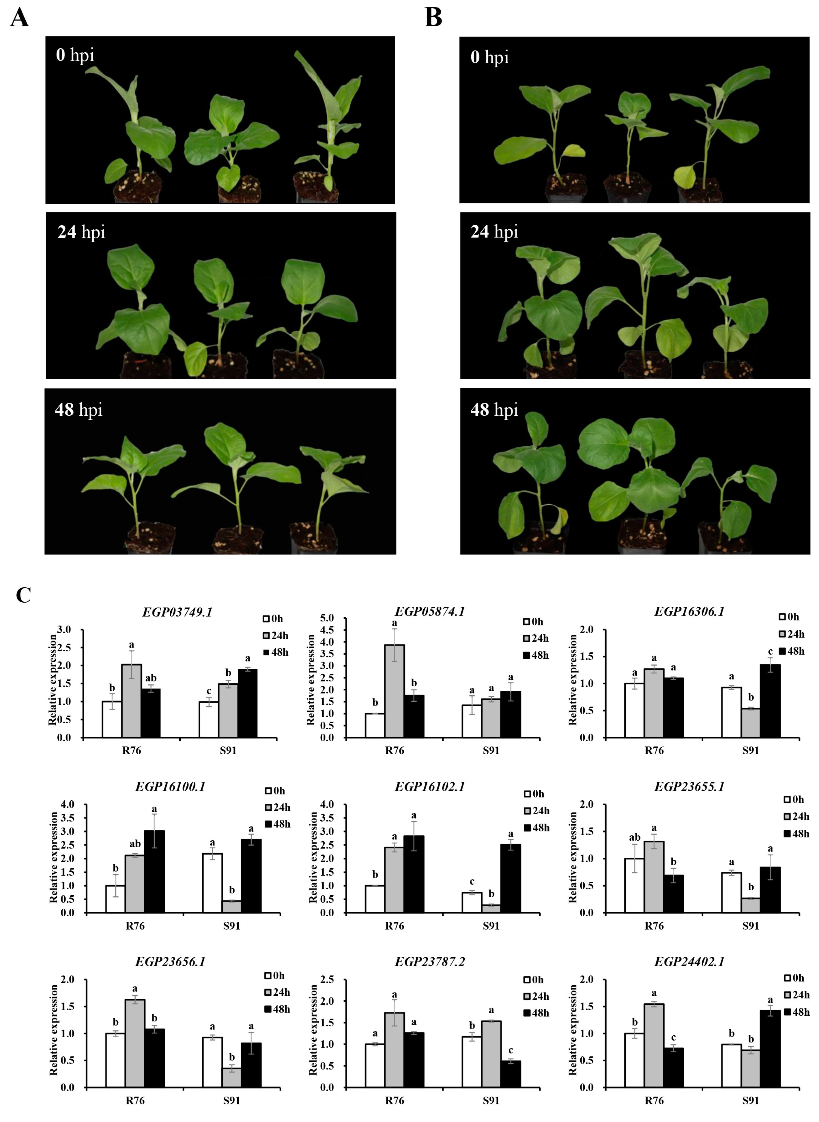 Agronomy 13 02583 g006