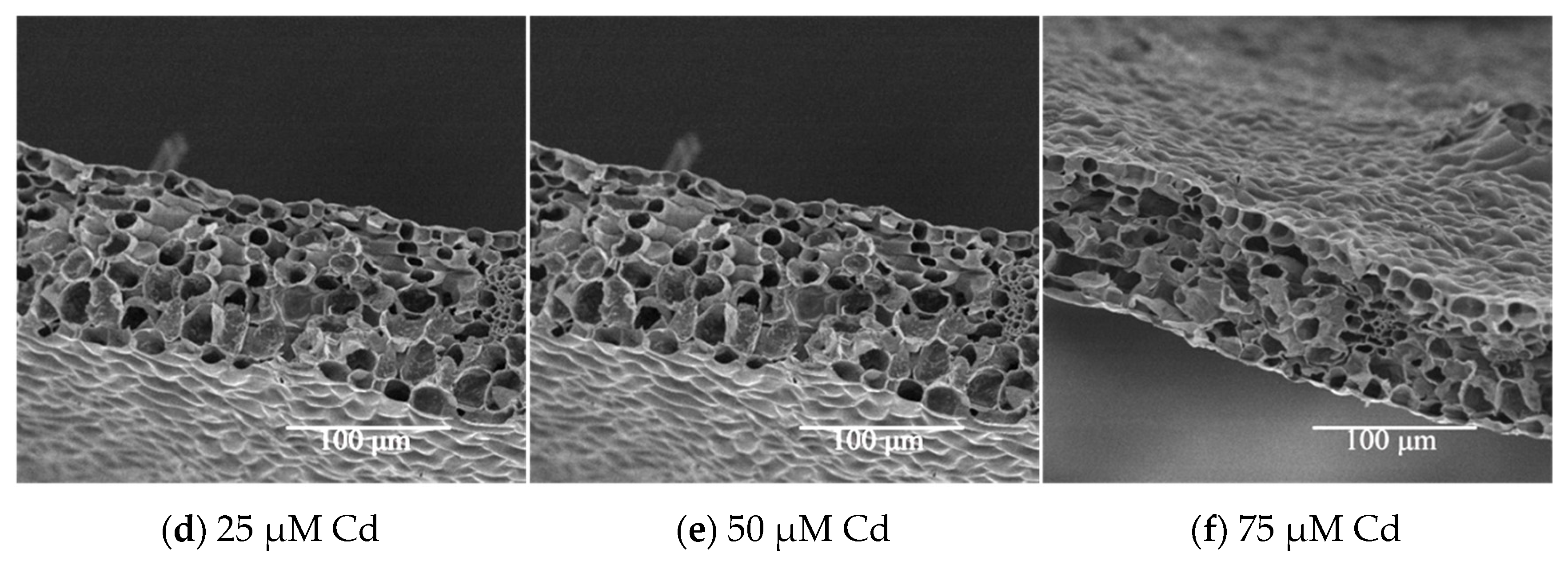 Agronomy 13 02601 g004b