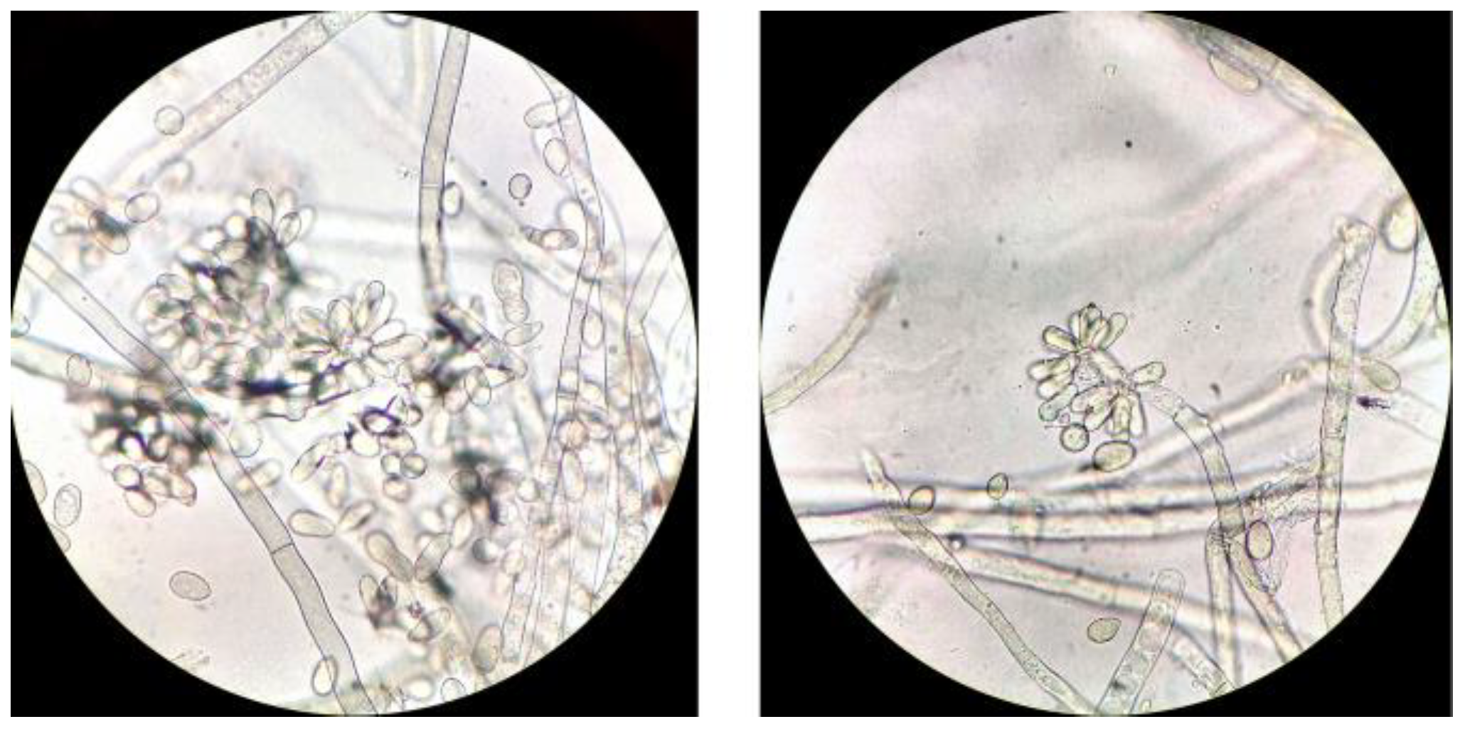 Agronomy 13 02602 g002