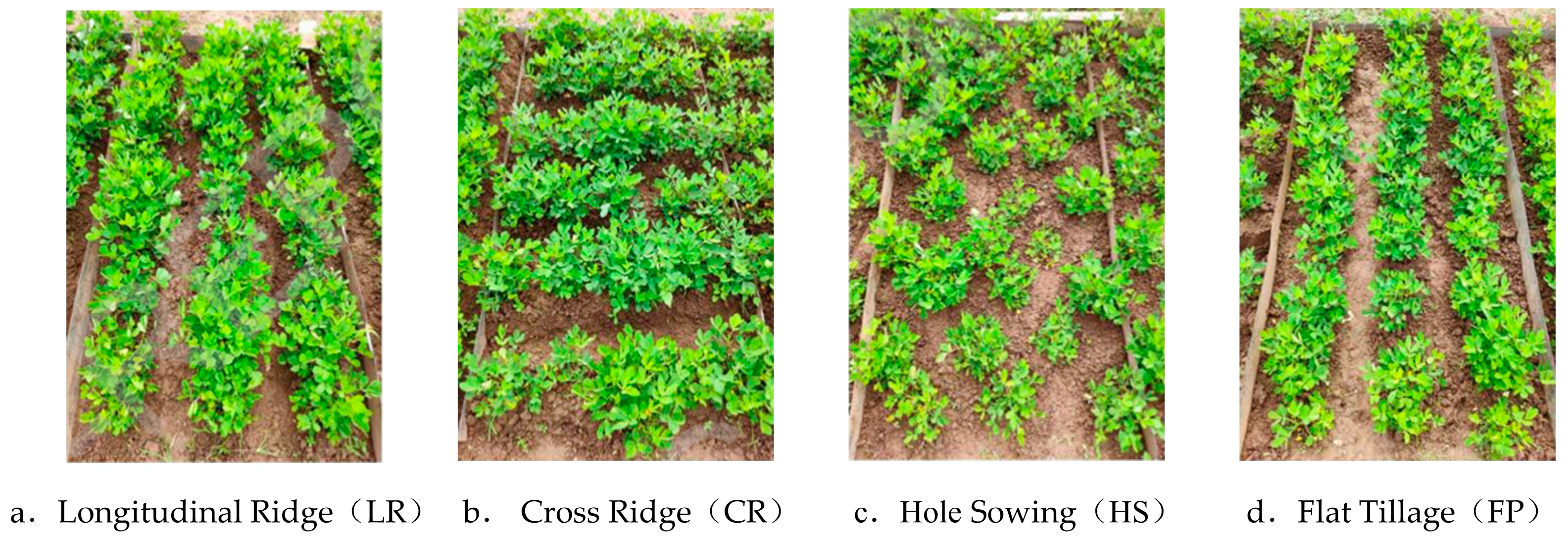 Agronomy 13 02612 g003
