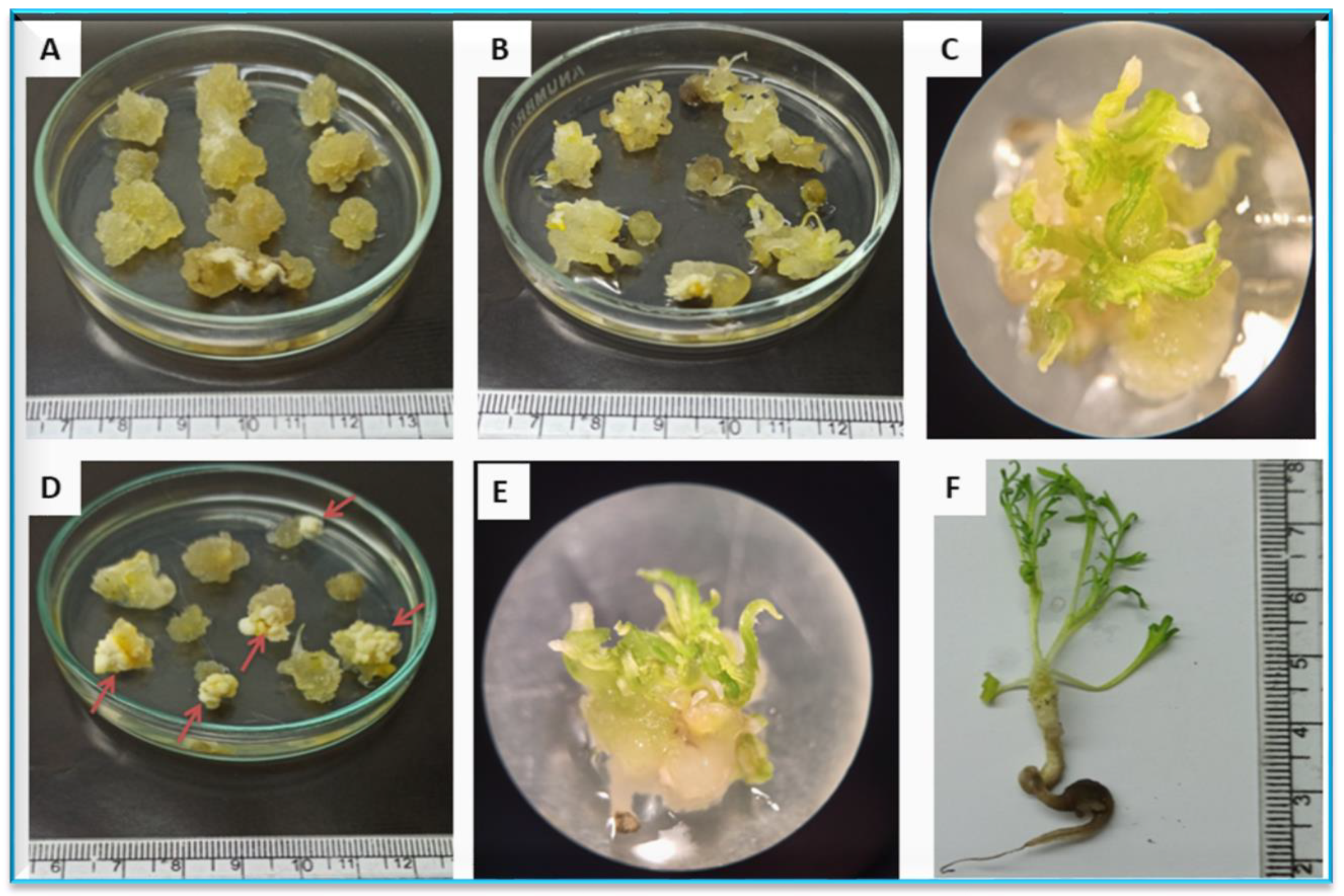 Agronomy 13 02633 g001