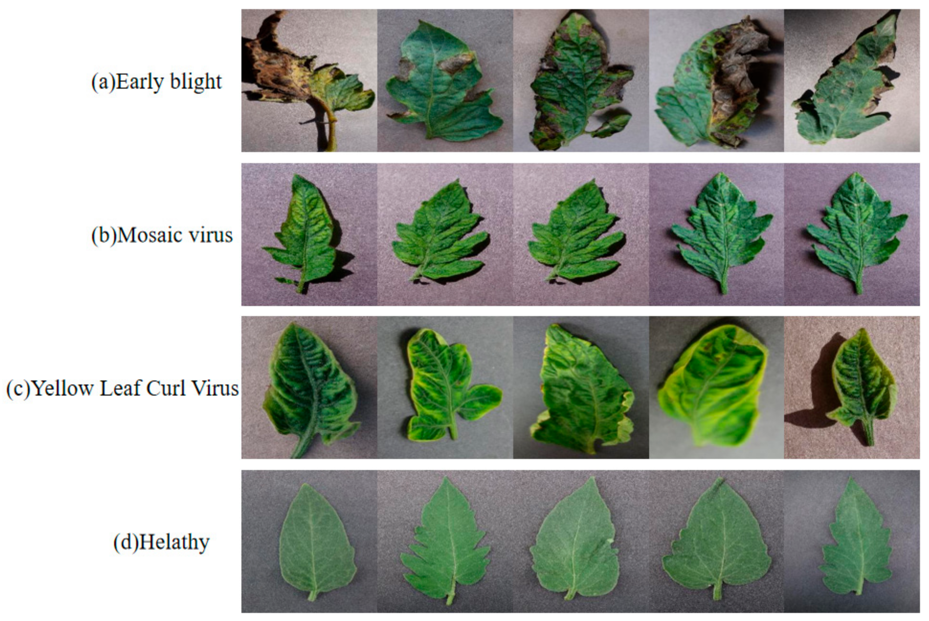 Agronomy 13 02663 g007