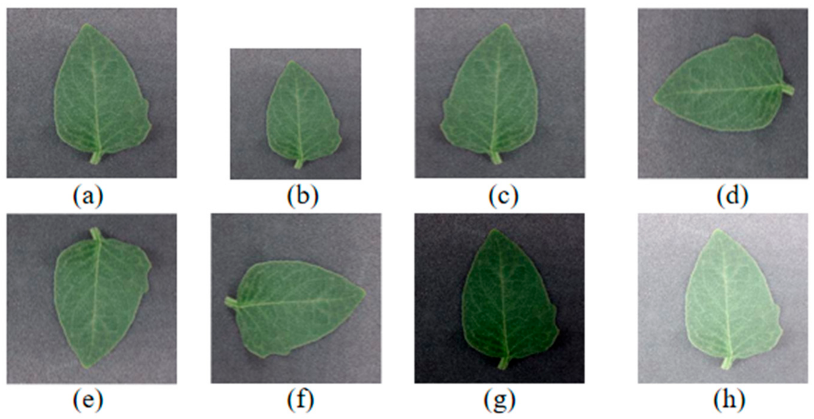 Agronomy 13 02663 g008