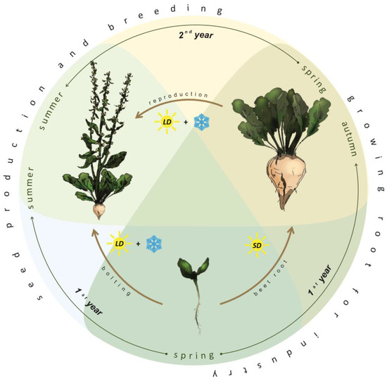 Root Causes of Flowering: Two Sides of Bolting in Sugar Beet