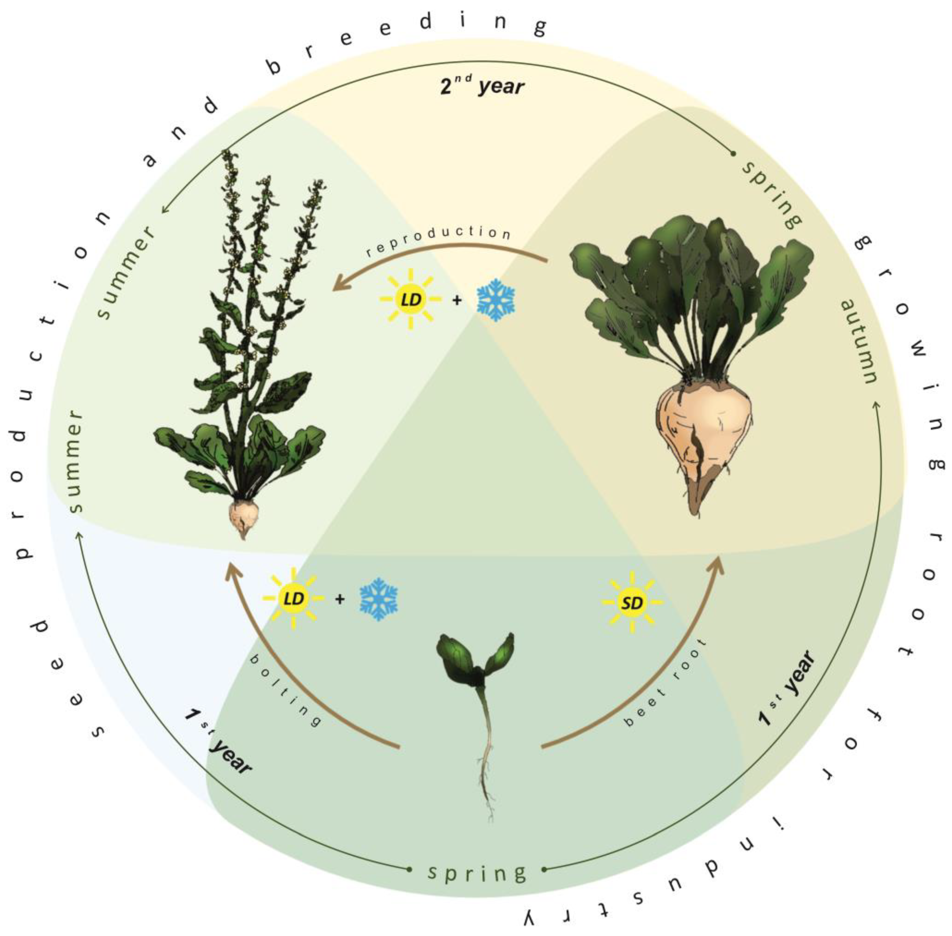 Root Causes of Flowering: Two Sides of Bolting in Sugar Beet