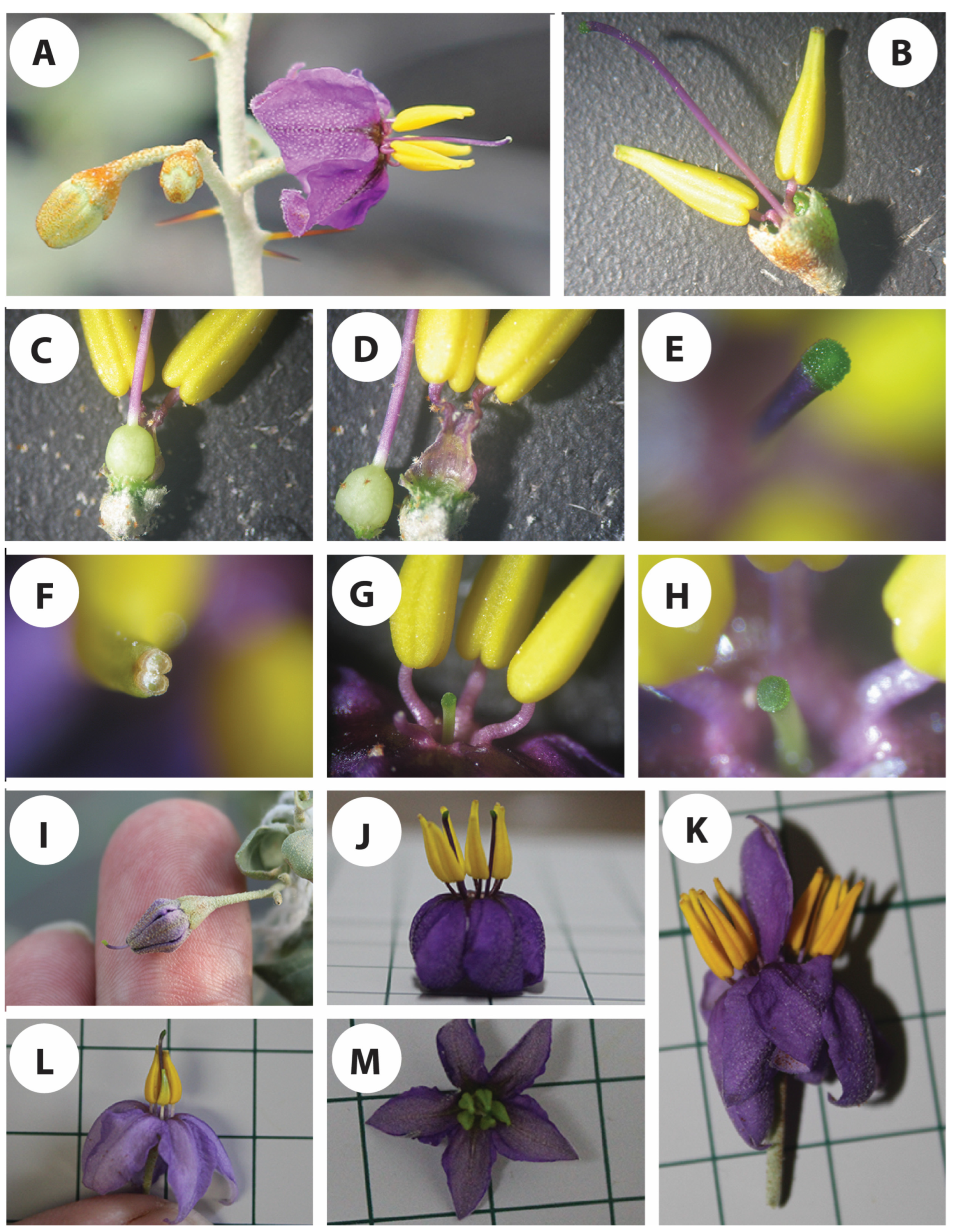 Agronomy 13 02701 g003