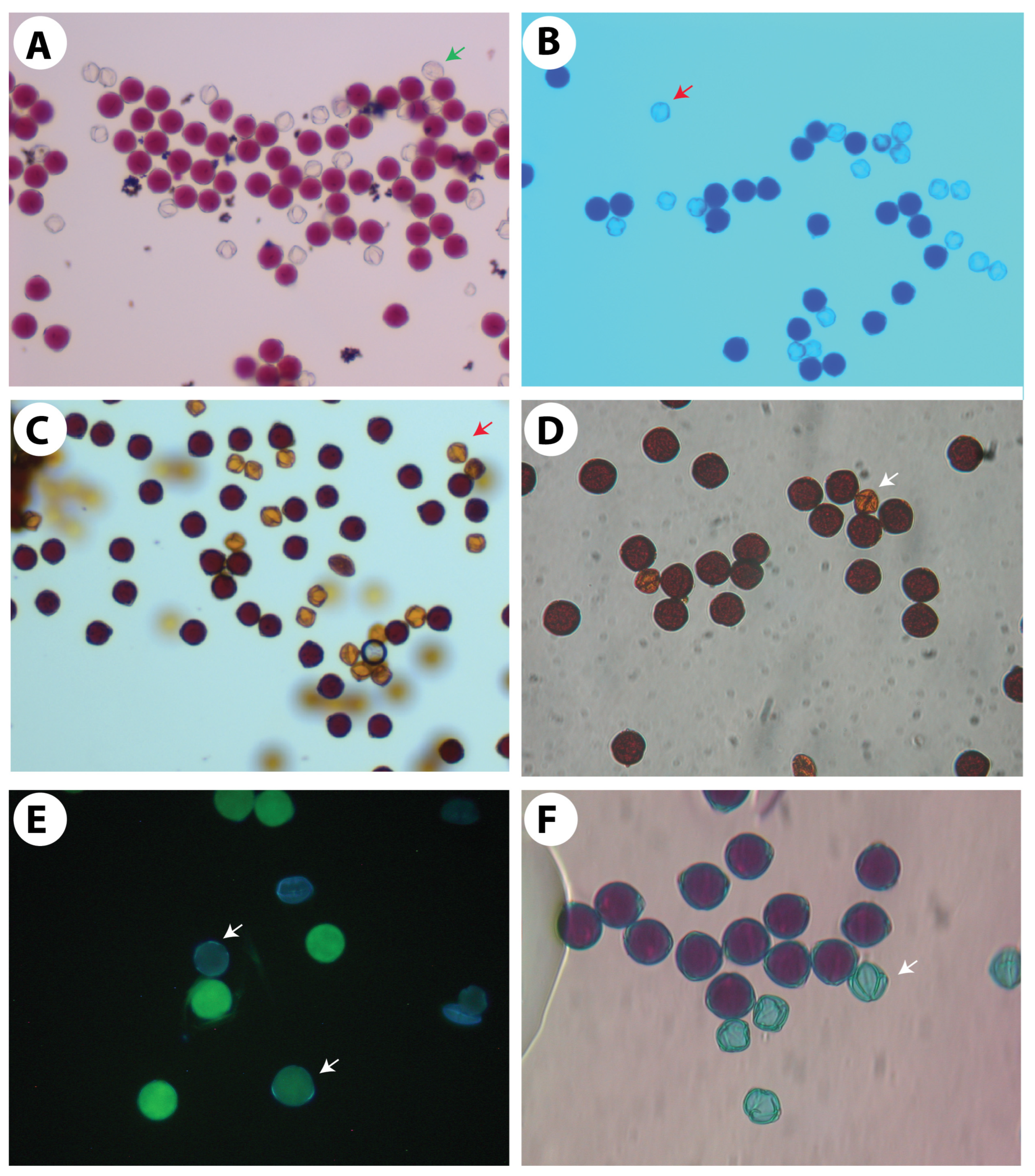 Agronomy 13 02701 g005