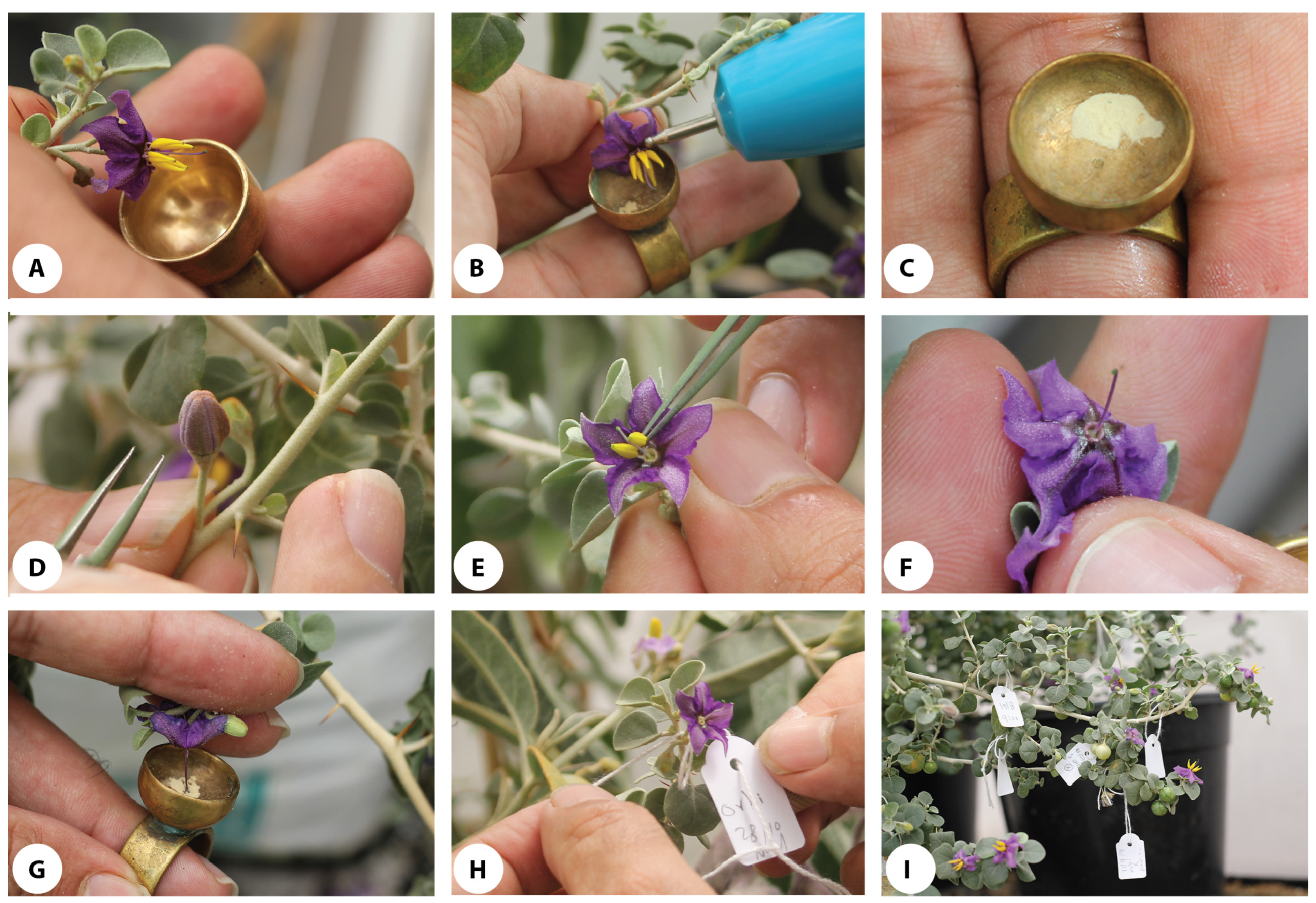 Agronomy 13 02701 g007