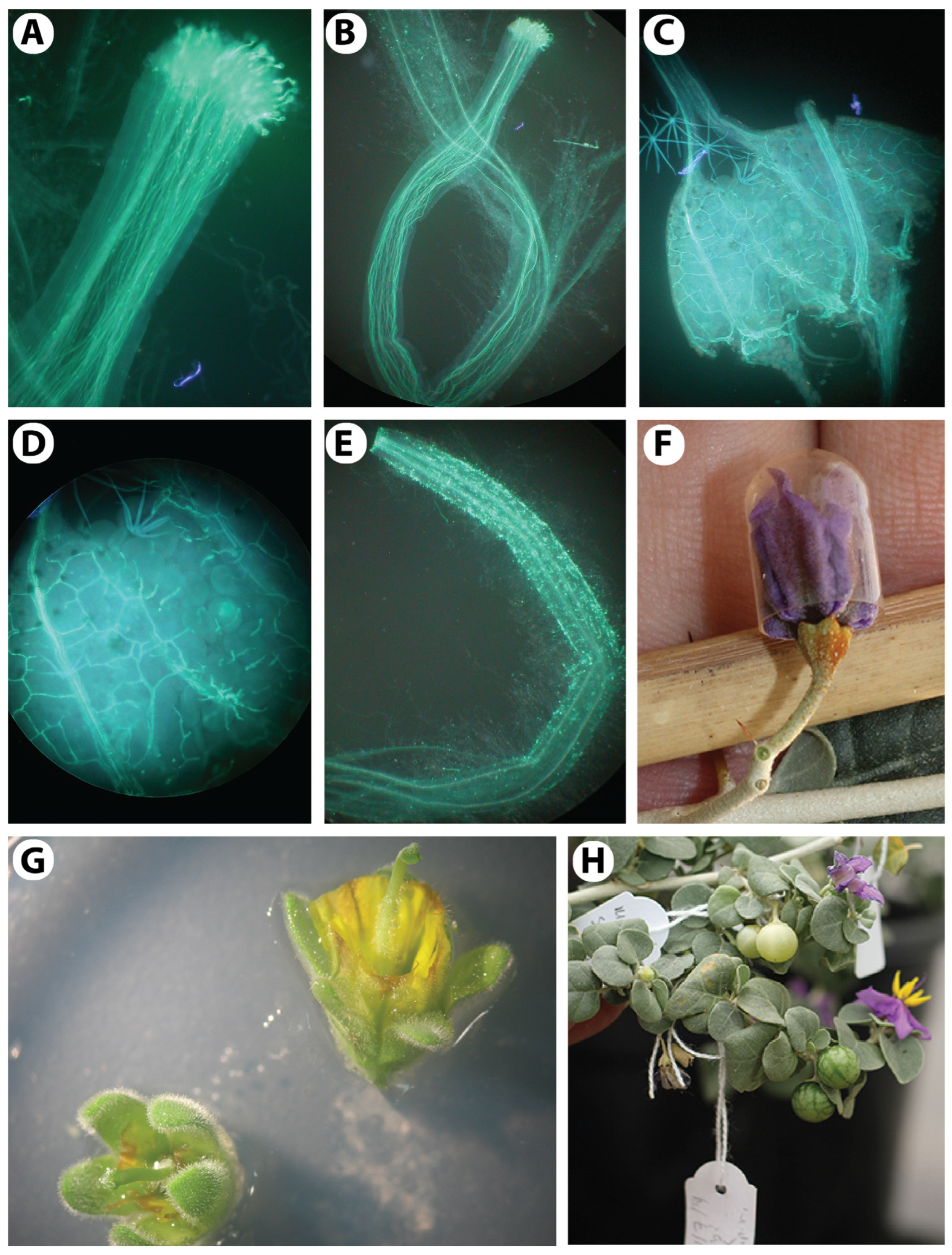 Agronomy 13 02701 g008