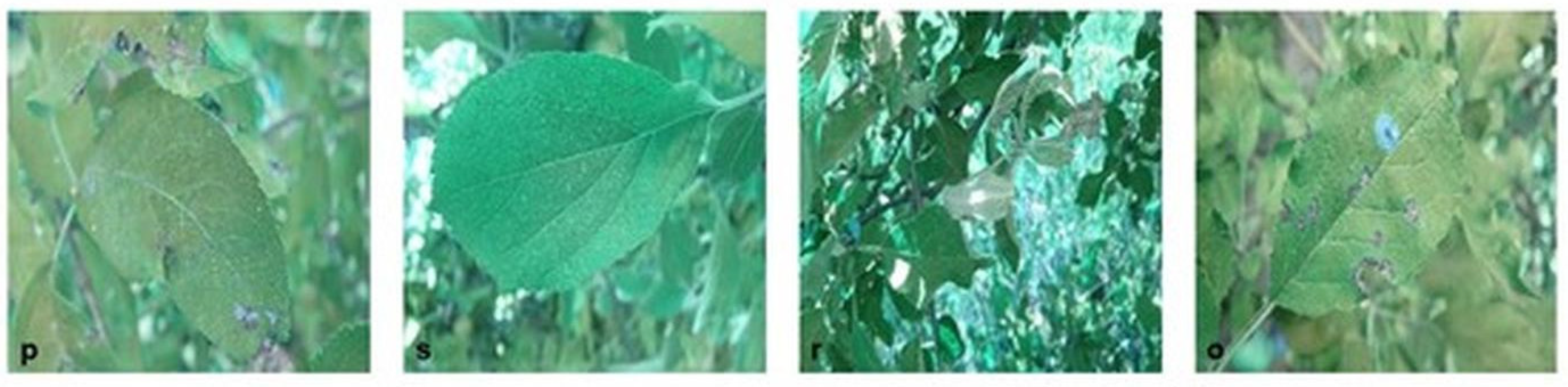 Agronomy 13 02702 g012