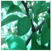 Agronomy 13 02702 i005