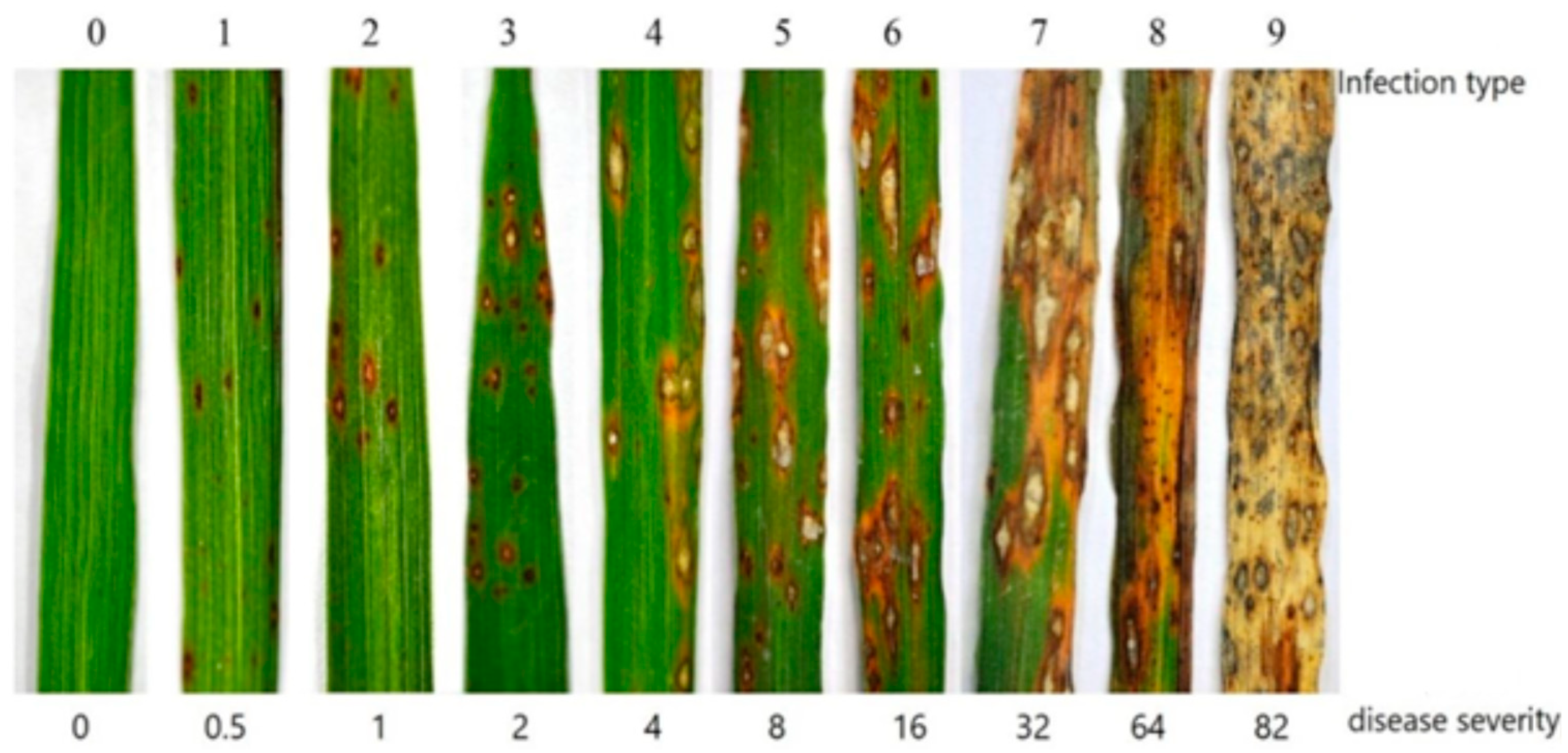 Agronomy 13 02730 g001