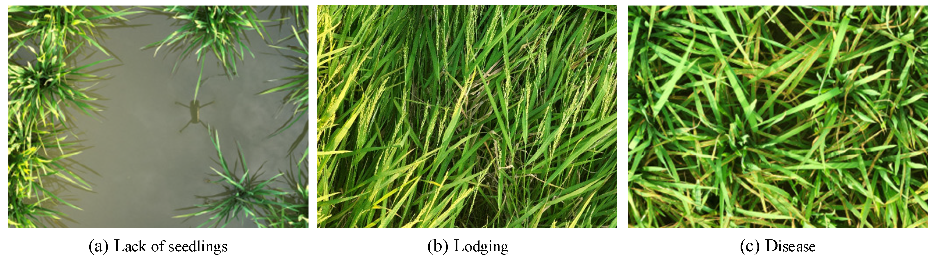 Agronomy 13 02731 g018