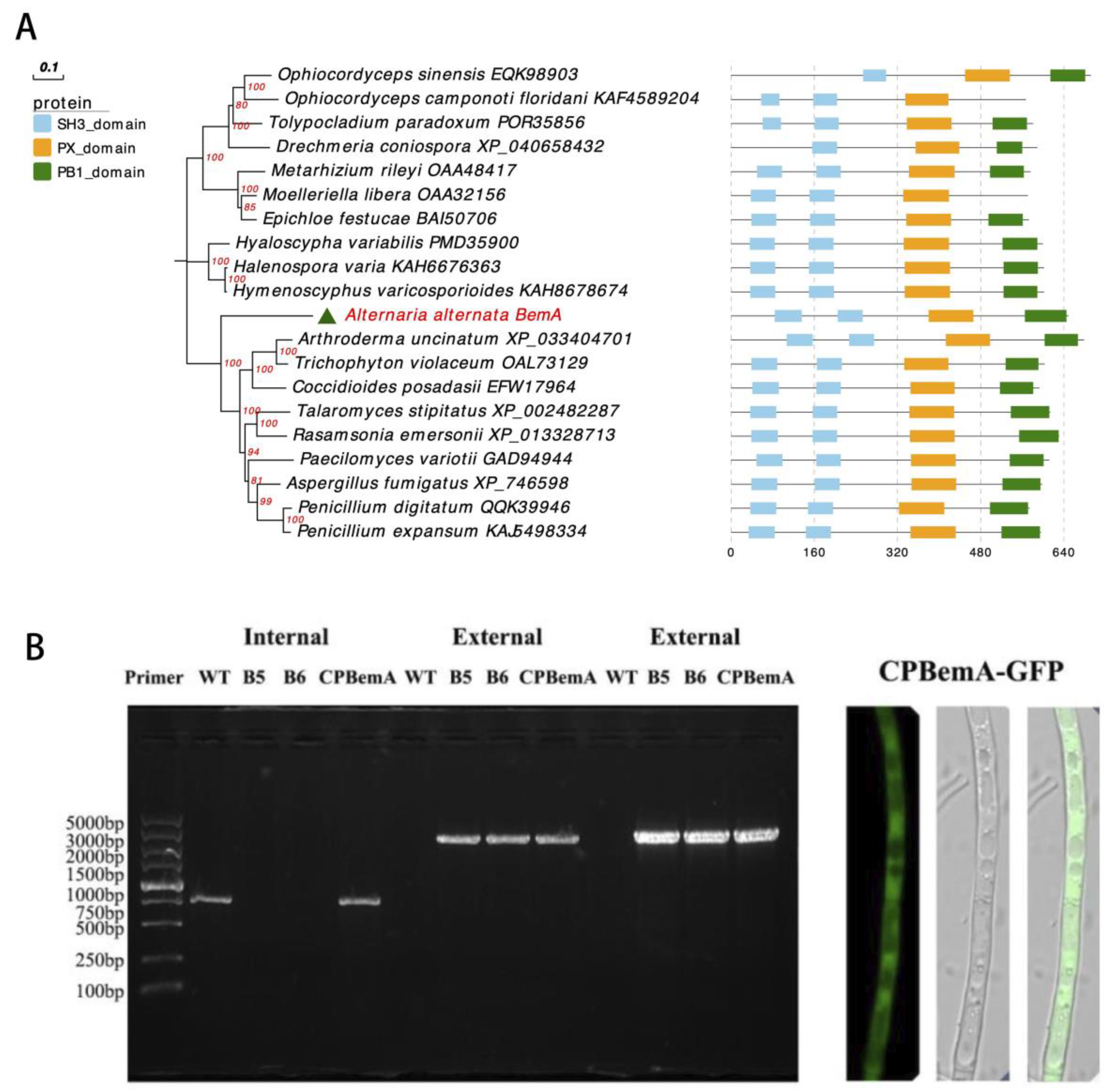 Agronomy 13 02735 g001