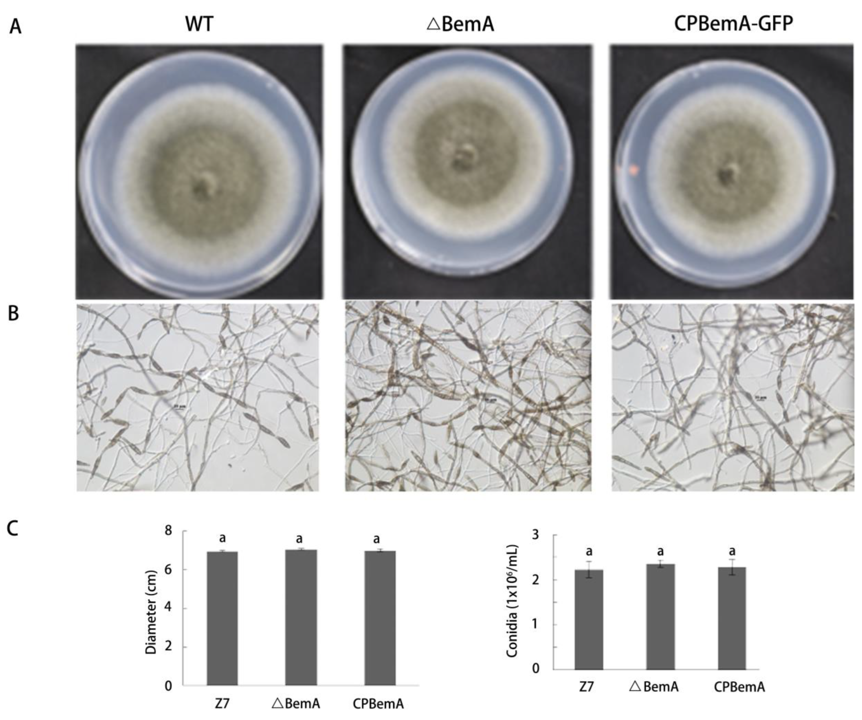 Agronomy 13 02735 g002