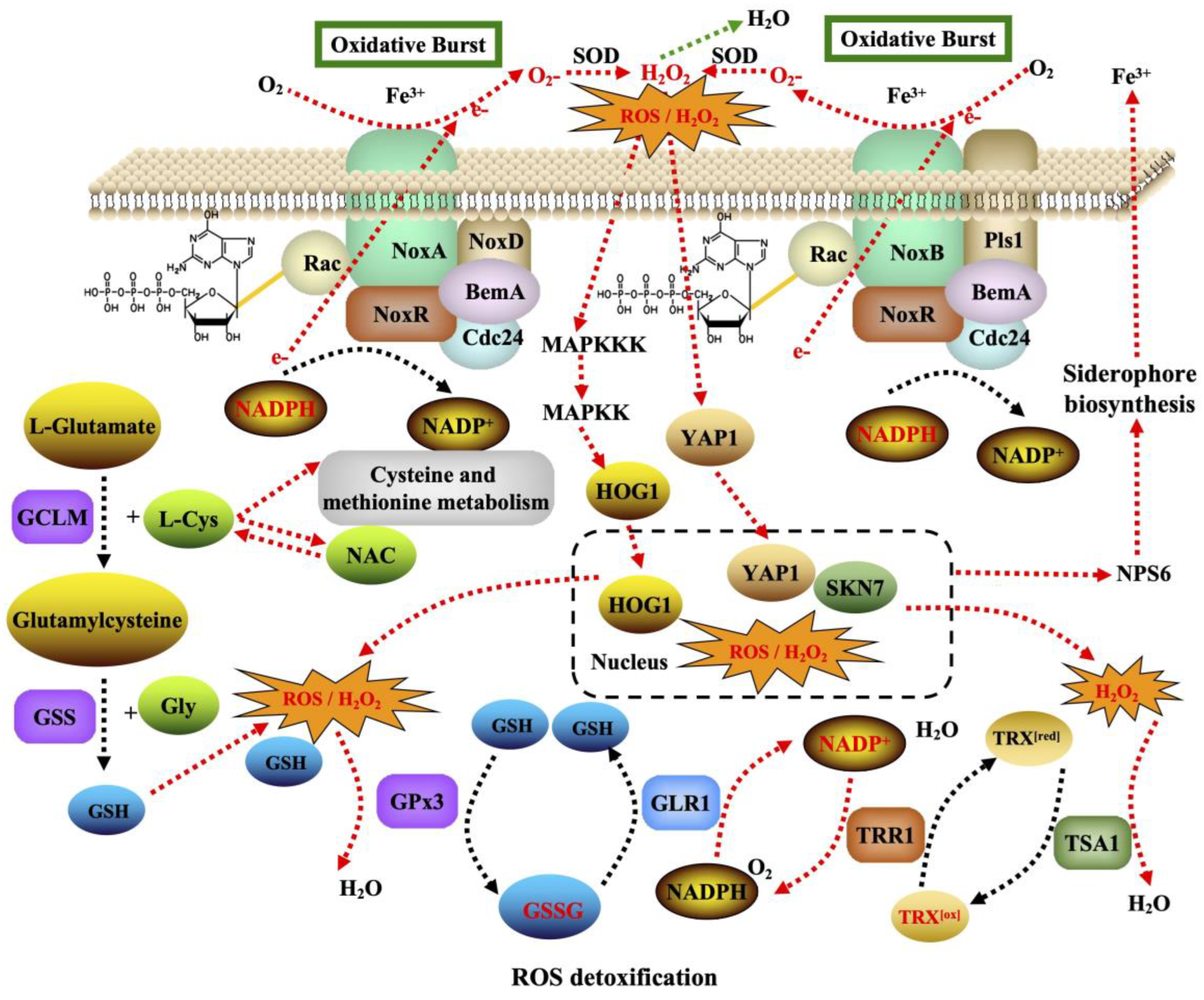 Agronomy 13 02735 g012