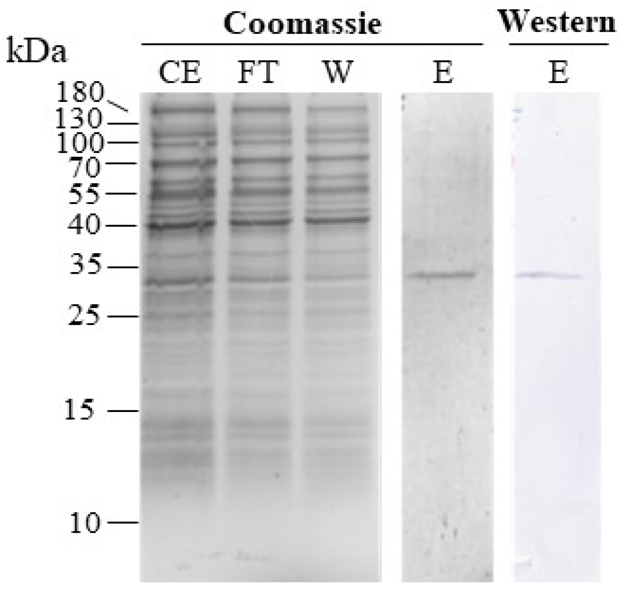 Agronomy 13 02750 g005