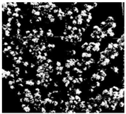 Agronomy 13 02753 i055