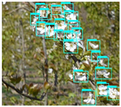 Agronomy 13 02753 i057