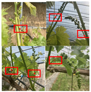 Agronomy 13 02753 i060