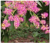 Agronomy 13 02753 i061