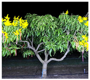 Agronomy 13 02753 i062