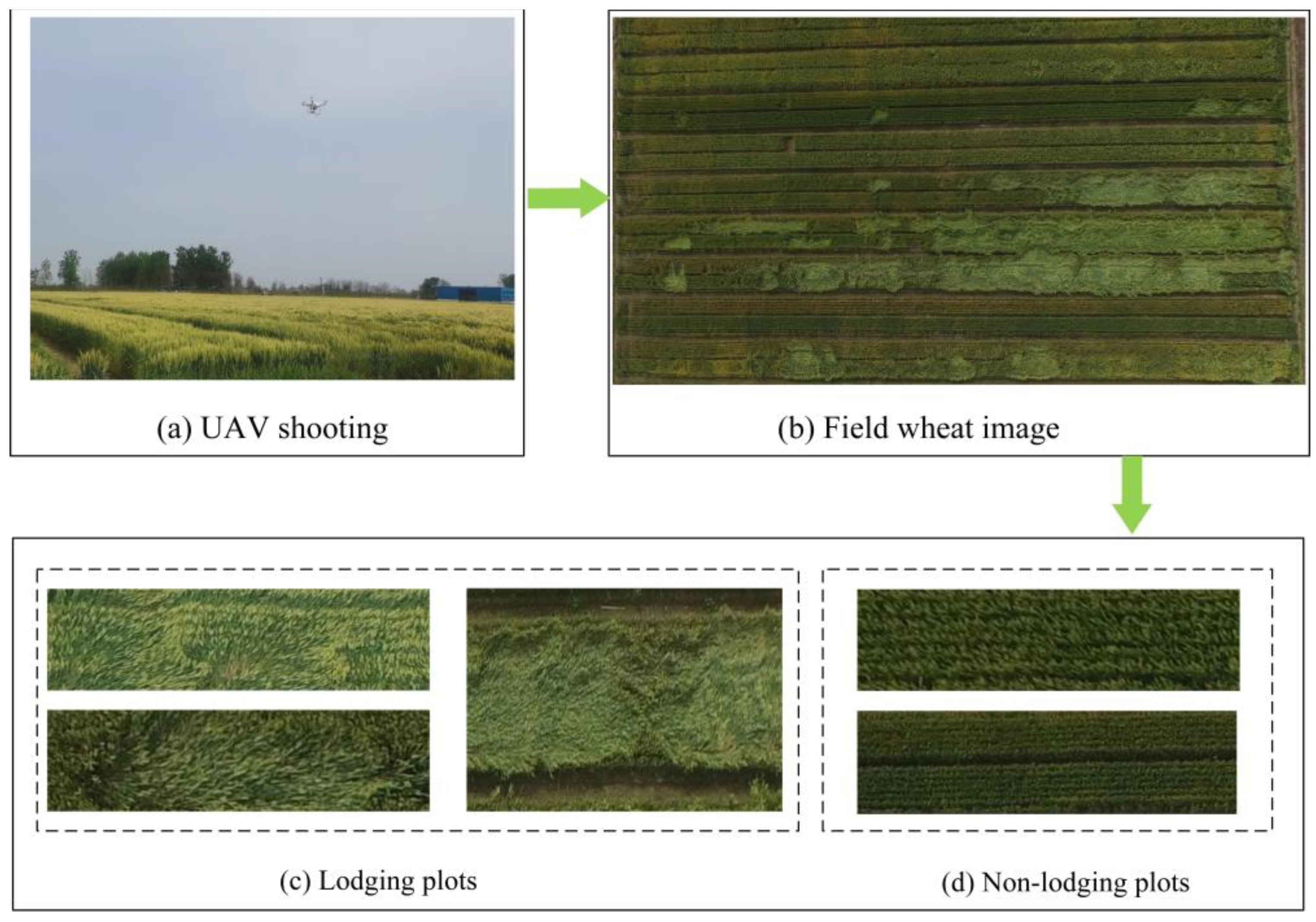 Agronomy 13 02772 g001