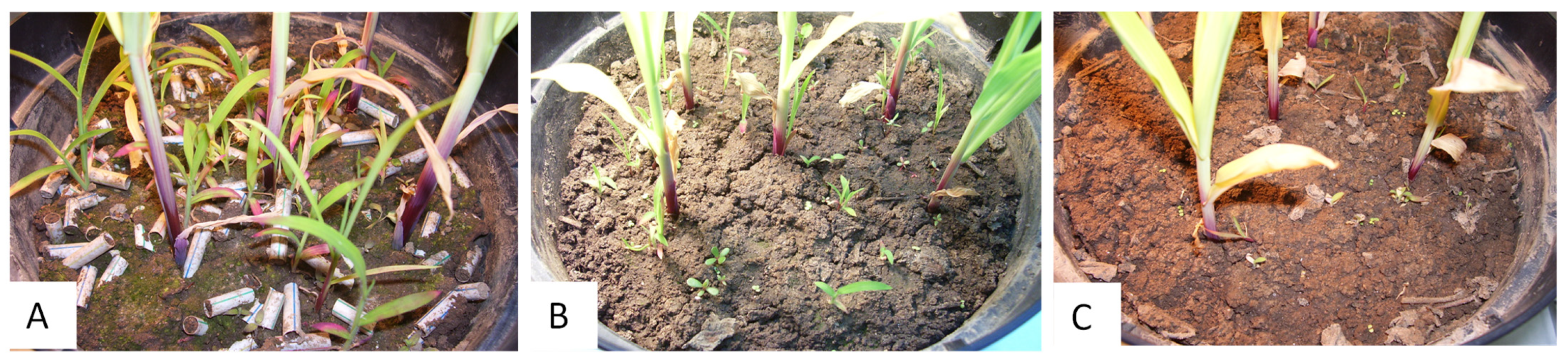 Agronomy 13 02793 g002 Agronomy 13 02793 g002