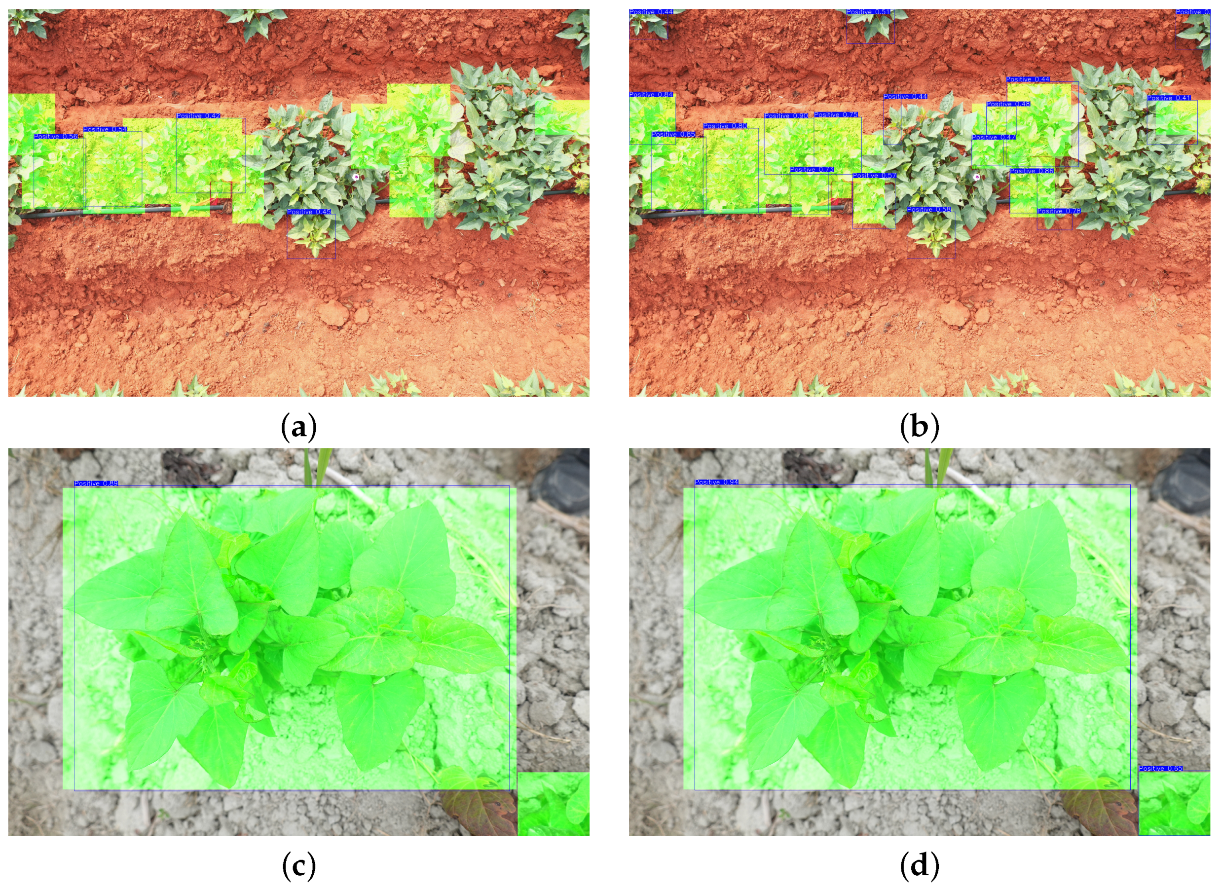 Agronomy 13 02801 g009