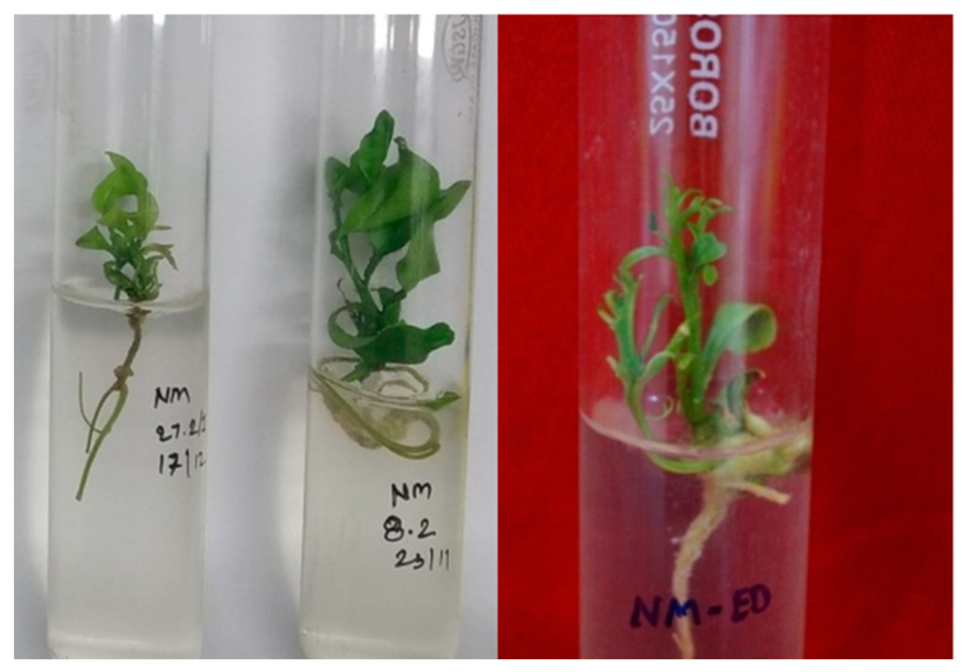 Agronomy 13 02814 g005