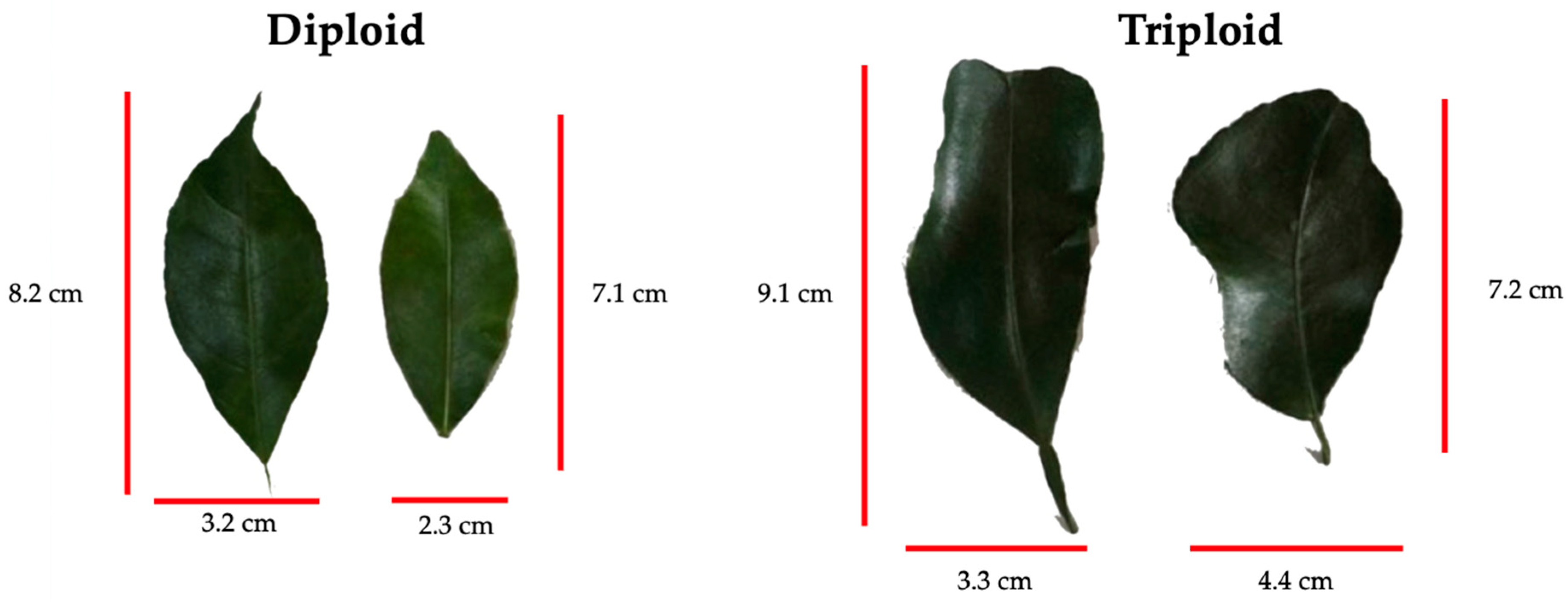 Agronomy 13 02814 g008