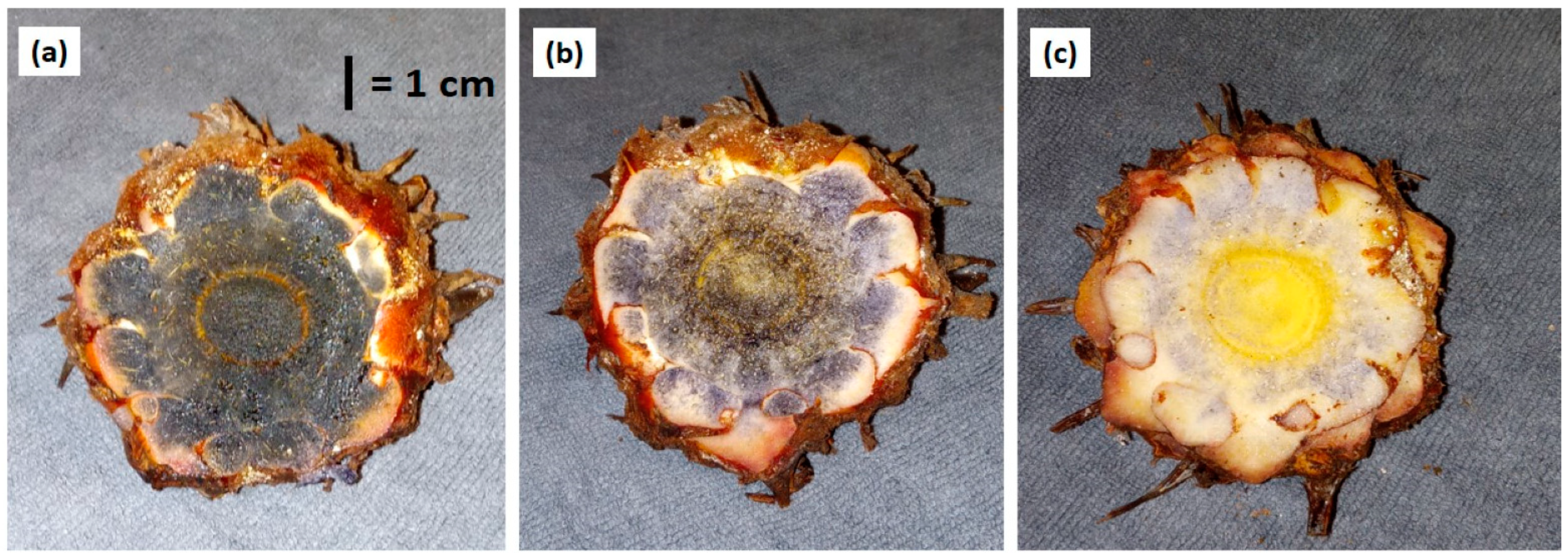 Agronomy 13 02815 g002