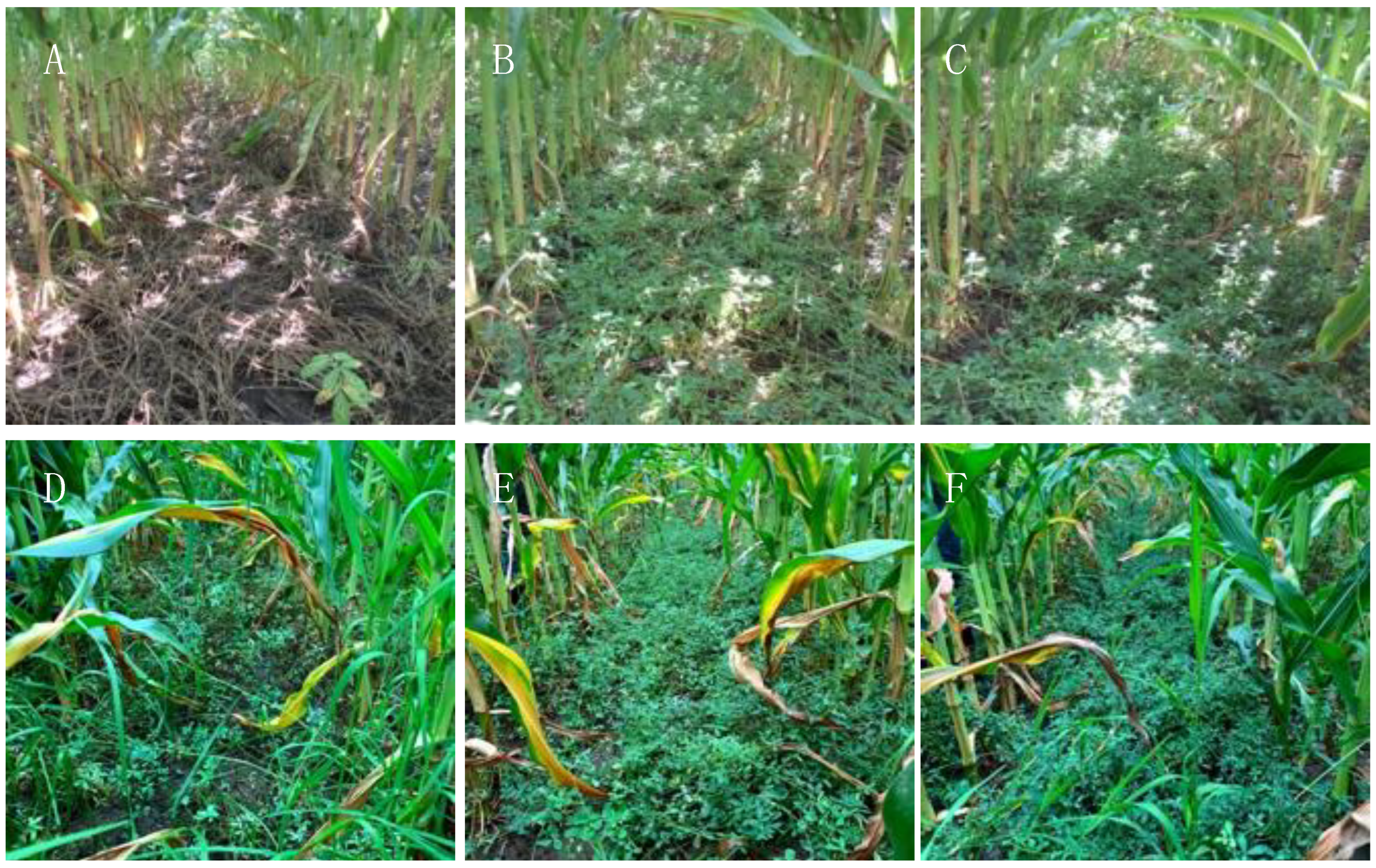 Agronomy 13 02823 g003