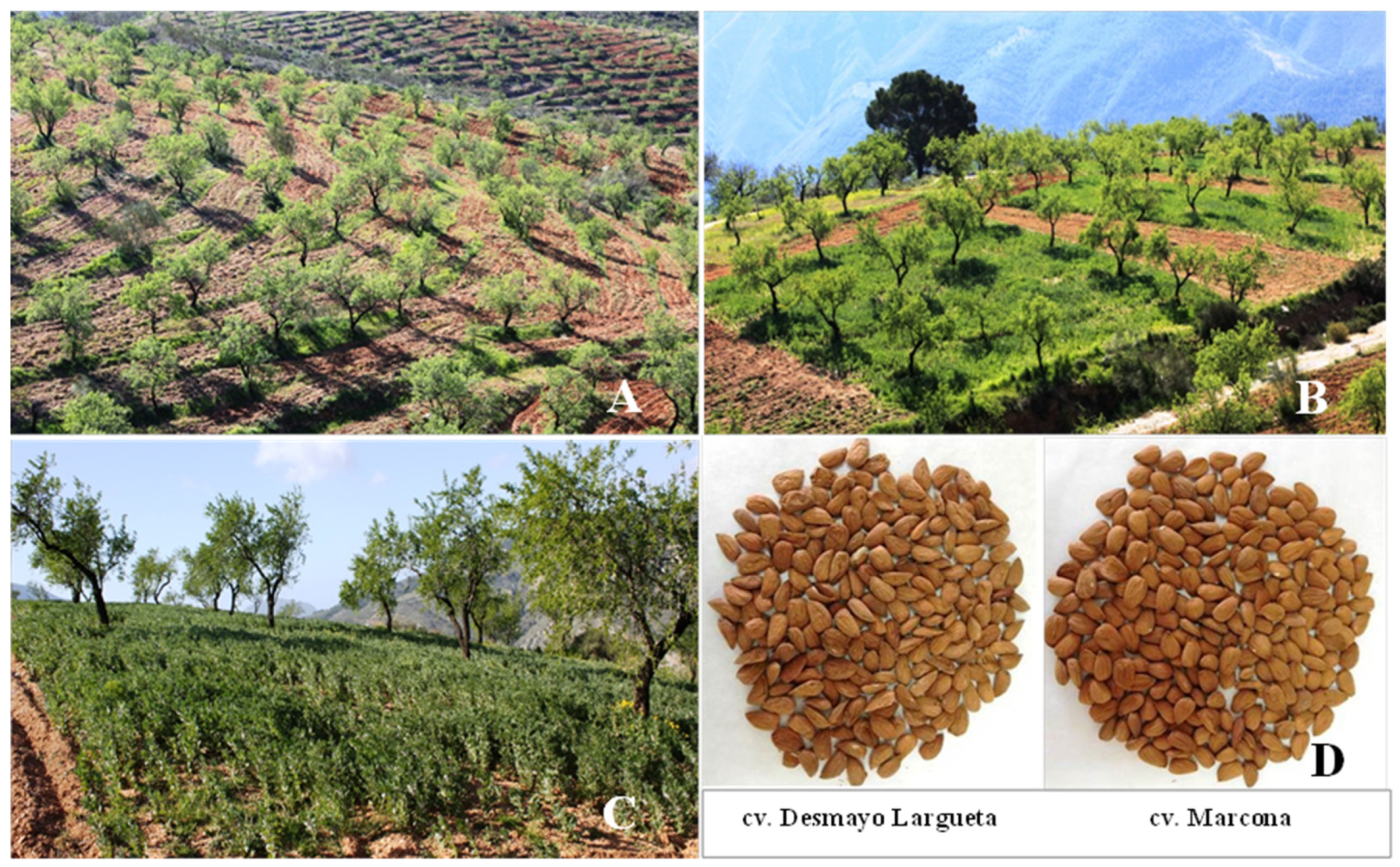 Agronomy 13 02834 g001