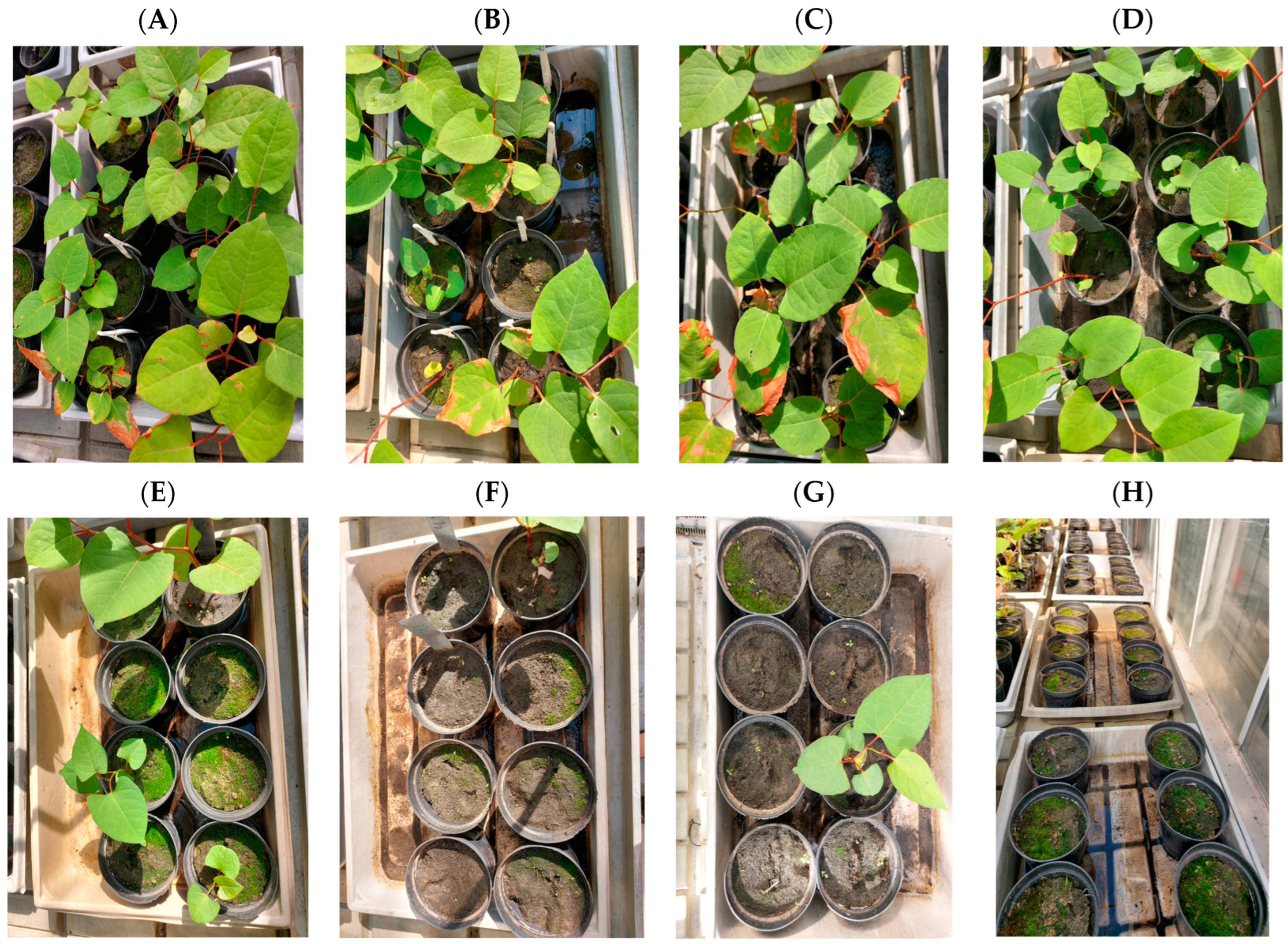 Agronomy 13 02838 g008