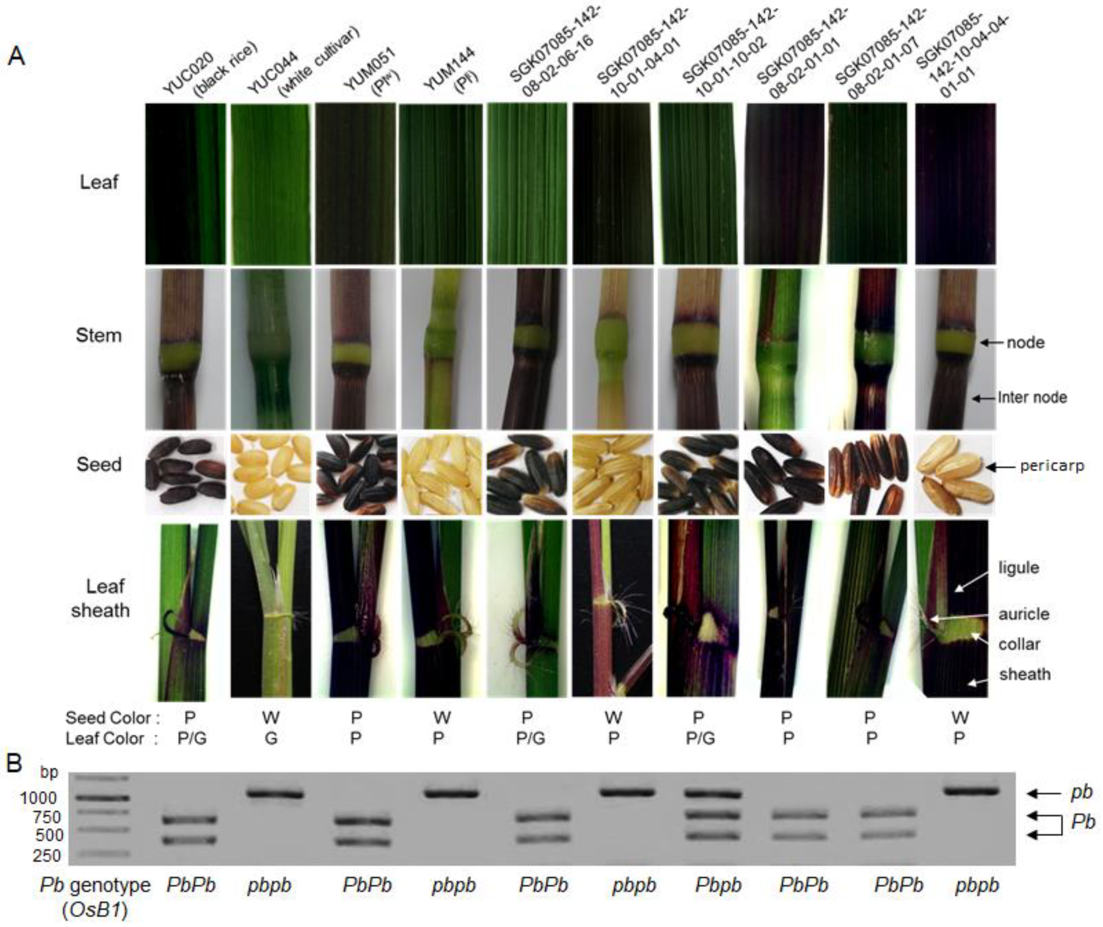 Agronomy 13 02845 g003