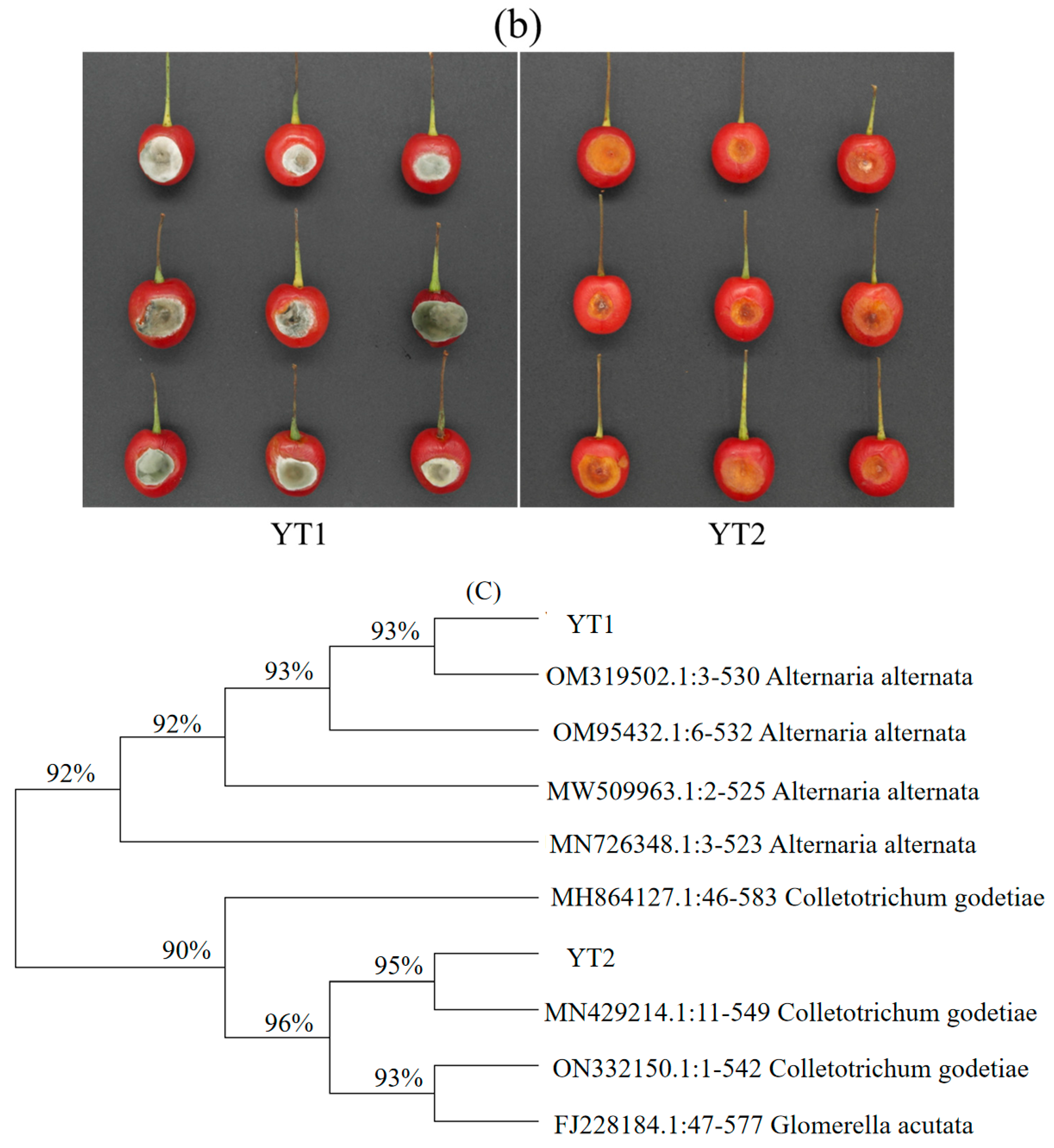 Agronomy 13 02853 g007b