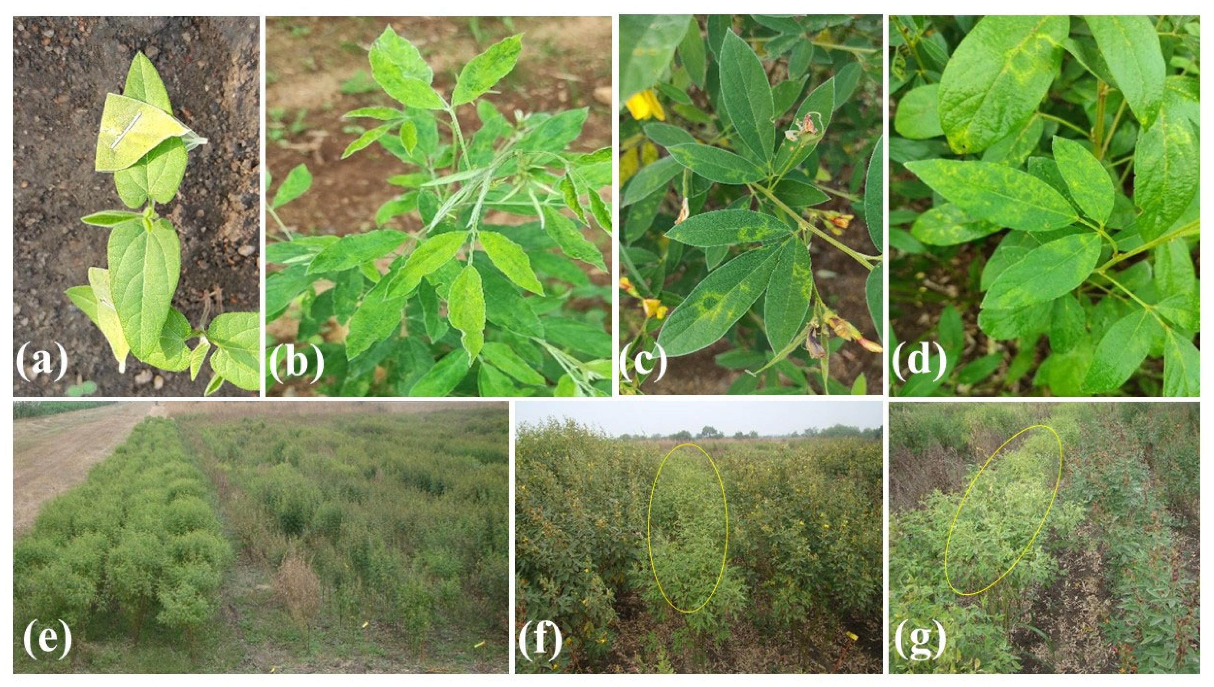 Agronomy 13 02859 g001 Agronomy 13 02859 g001